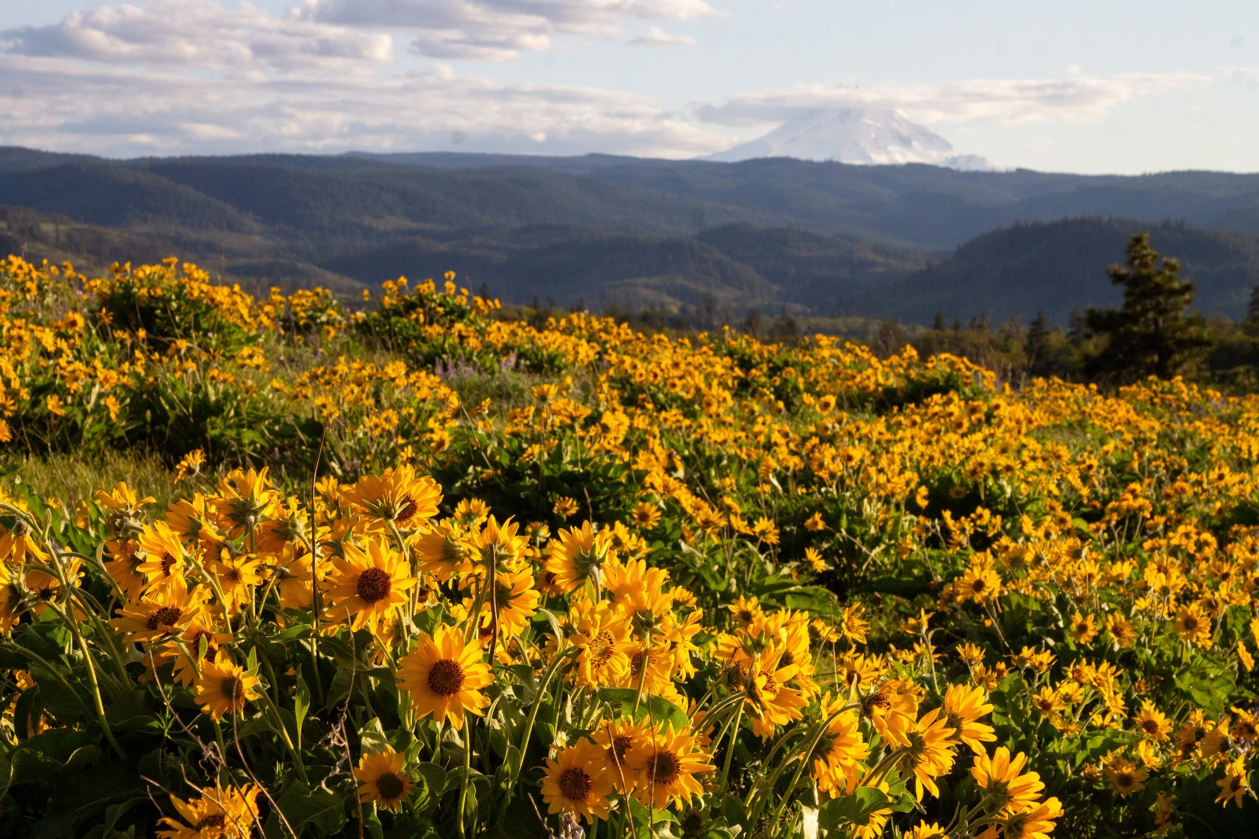 Field of balsamroot in front of Mount Hood