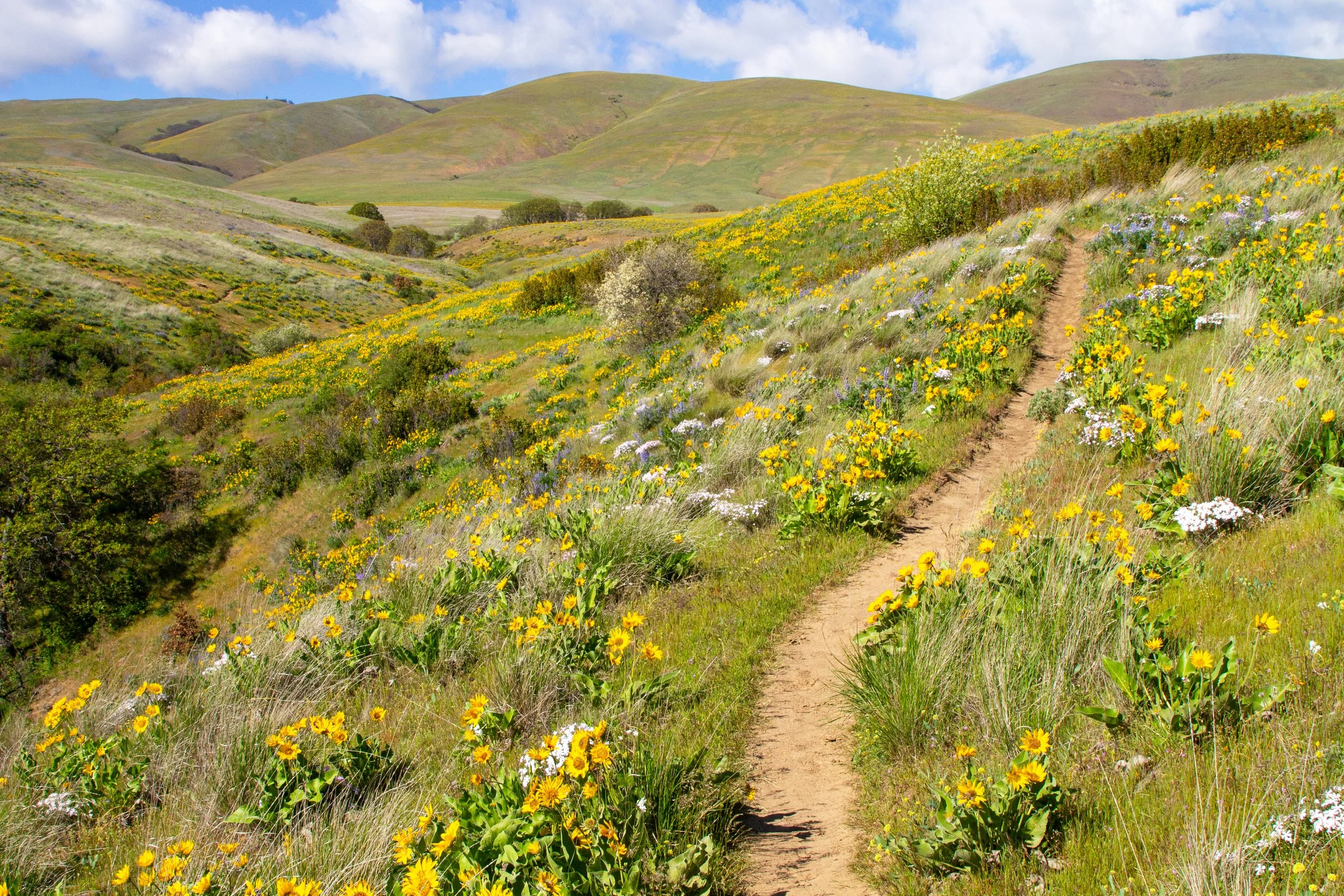 Columbia Hills Vista Loop Hike