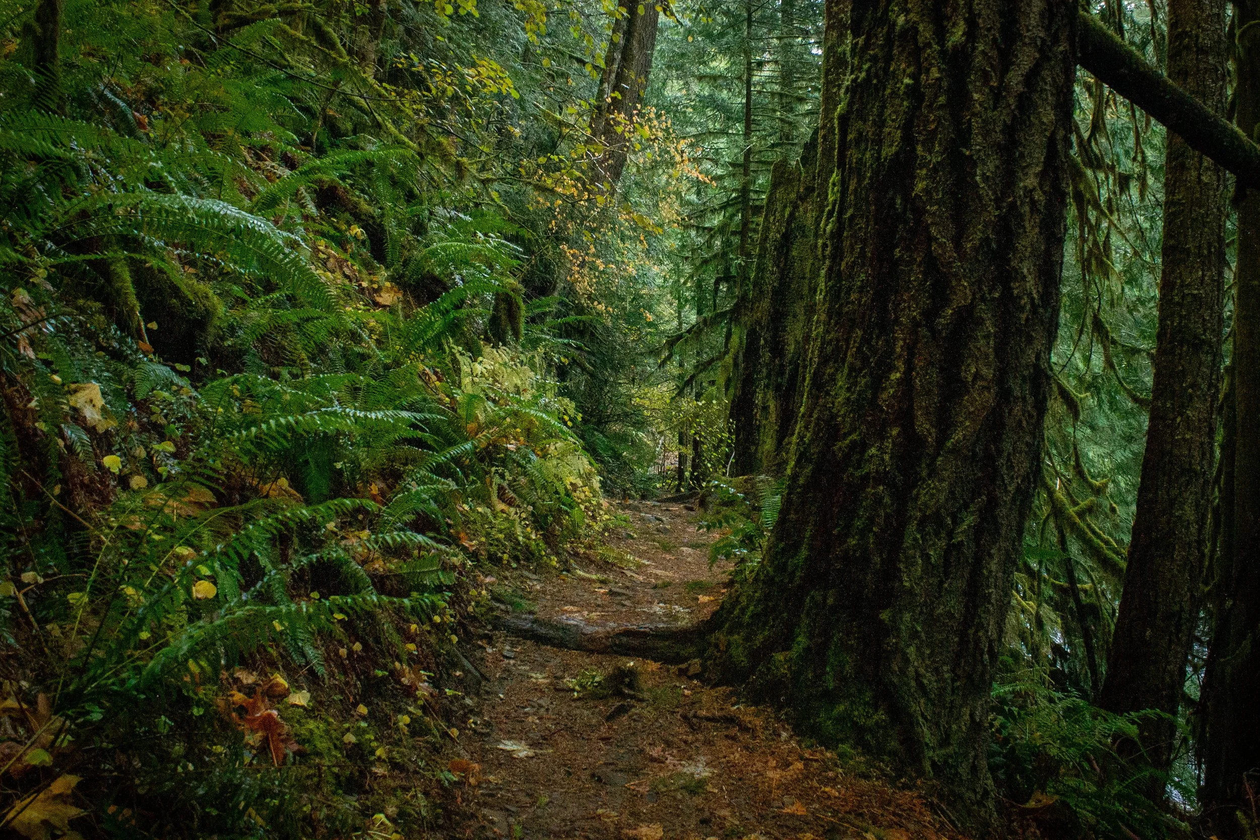 Large trees along Salmon River Trail