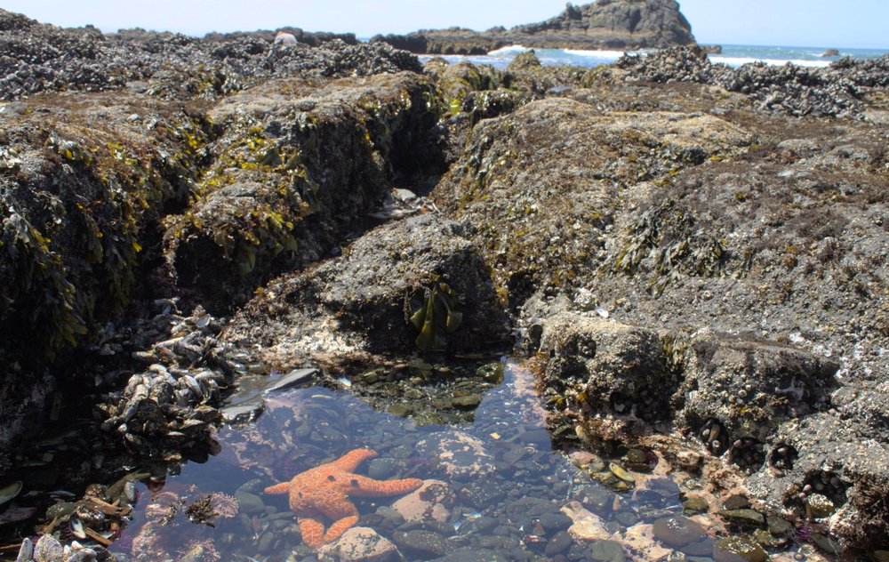 7 Fun Things to Do at Yaquina Head Outstanding Natural Area — Pines and