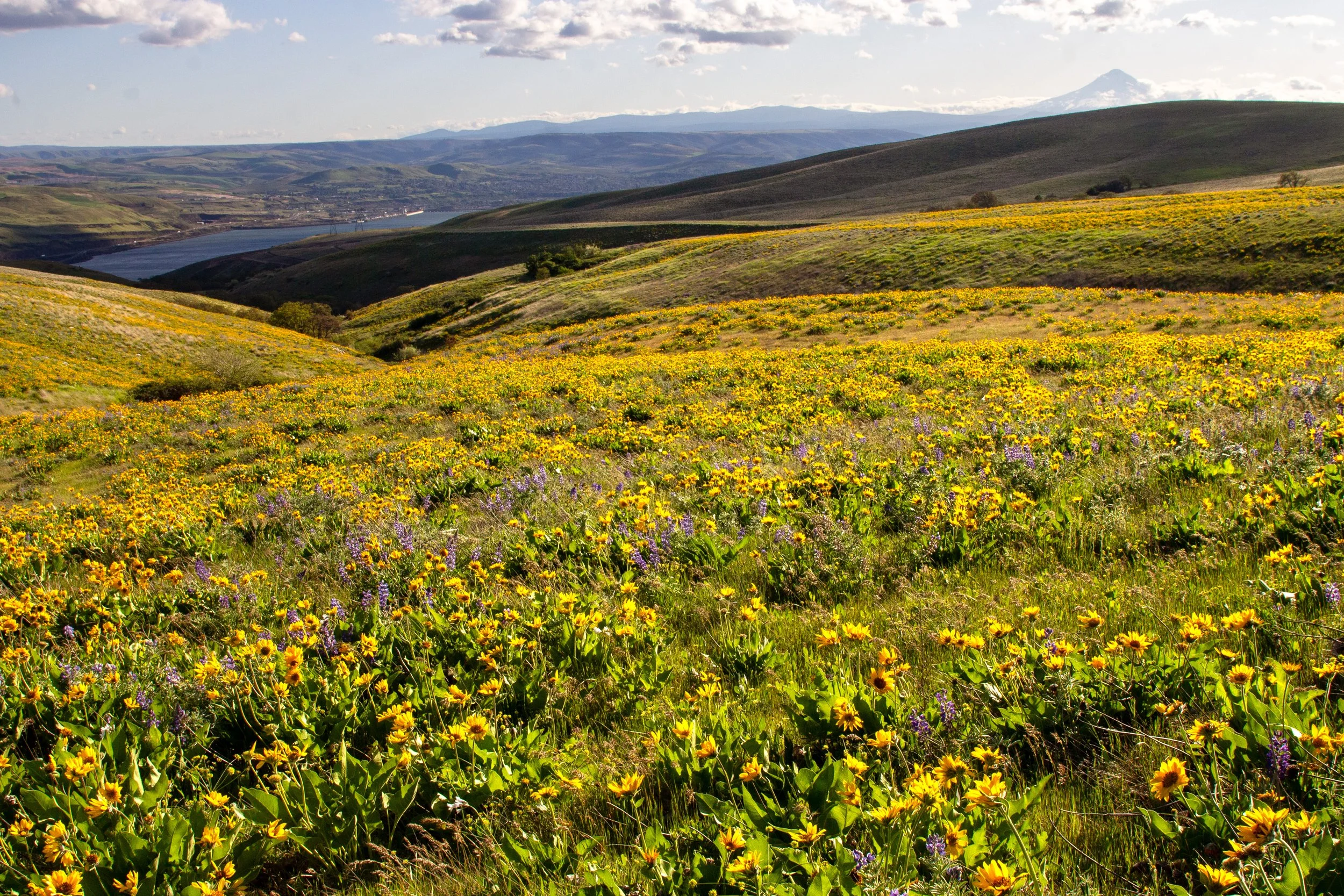 Mount Hood behind wildflowers blooming at Columbia Hills