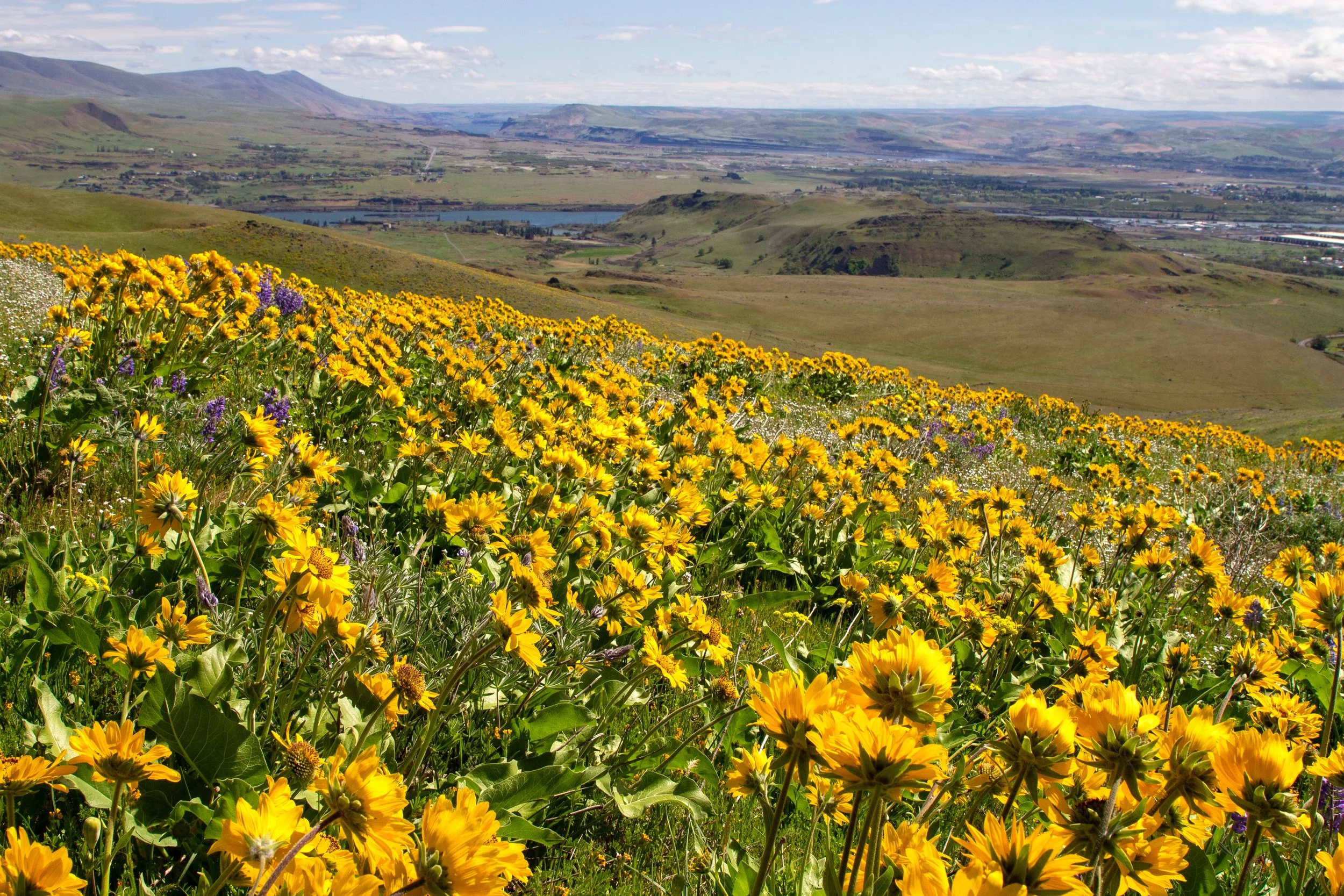 Balsamroot blooms in front of panoramic view