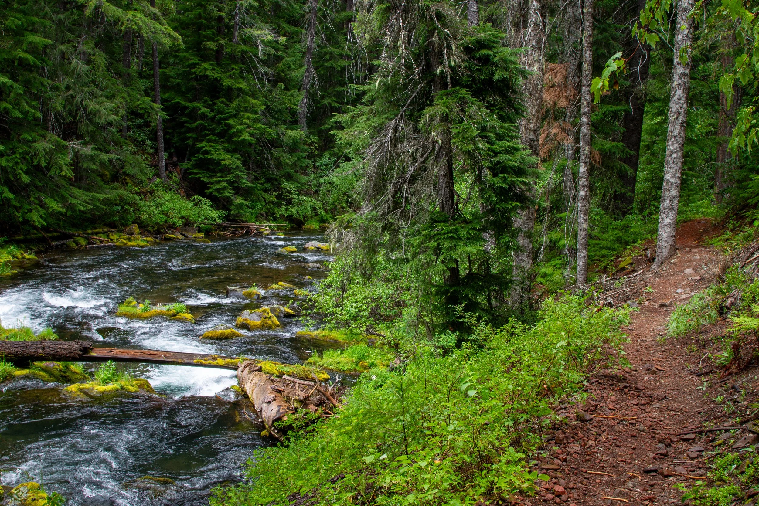 Trail next to North Umpqua River
