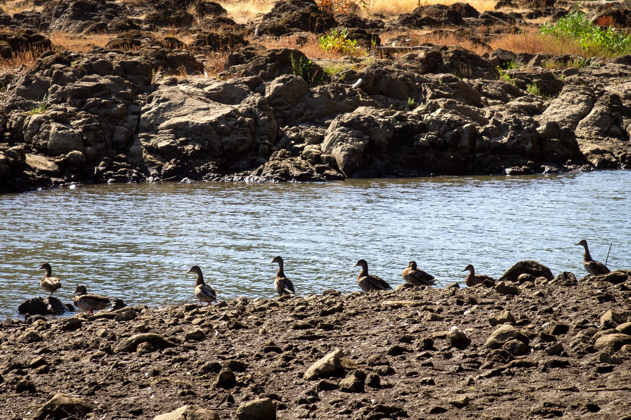 Row of ducks by the water