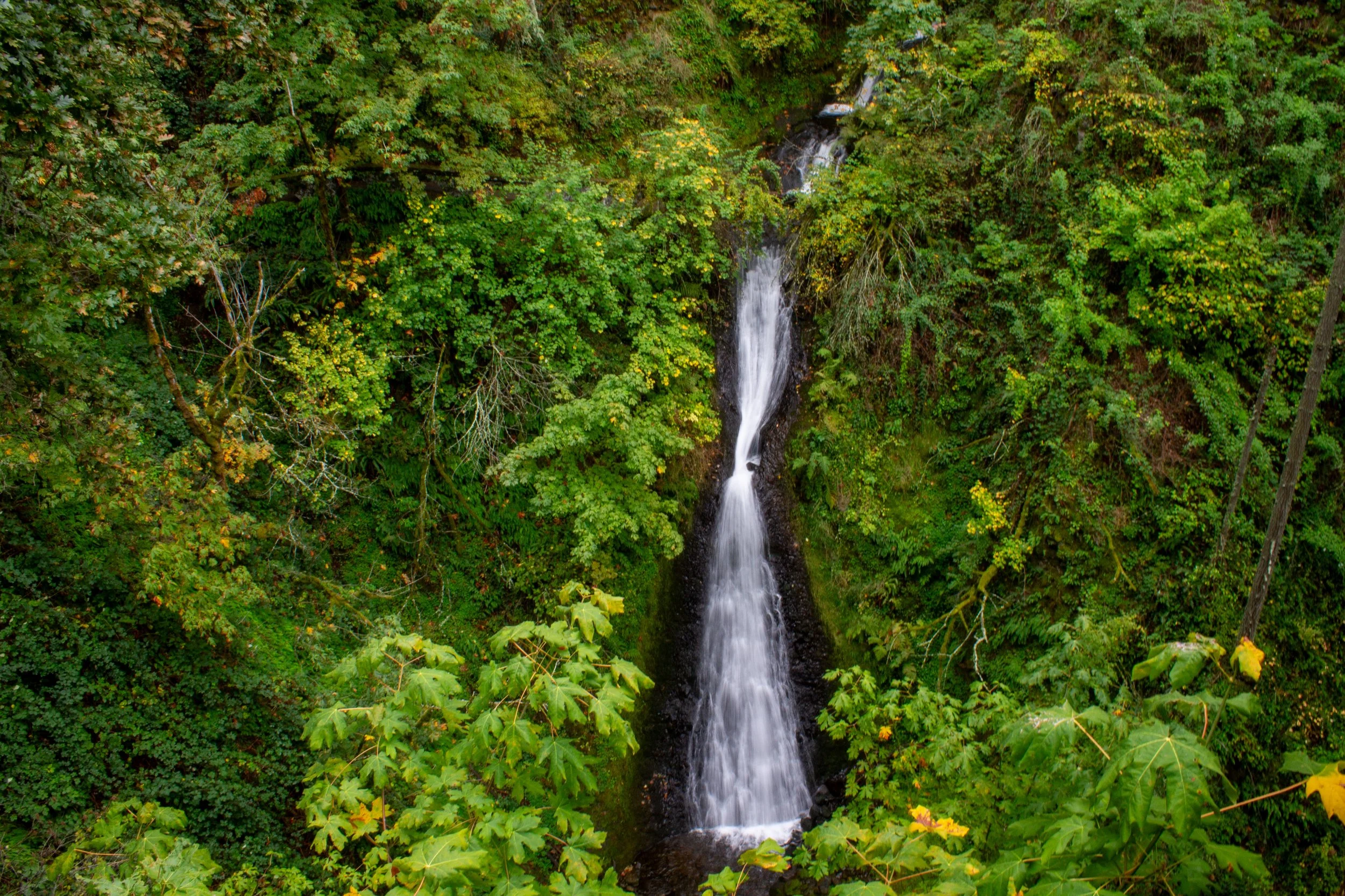 Thin waterfall amid lush greenery