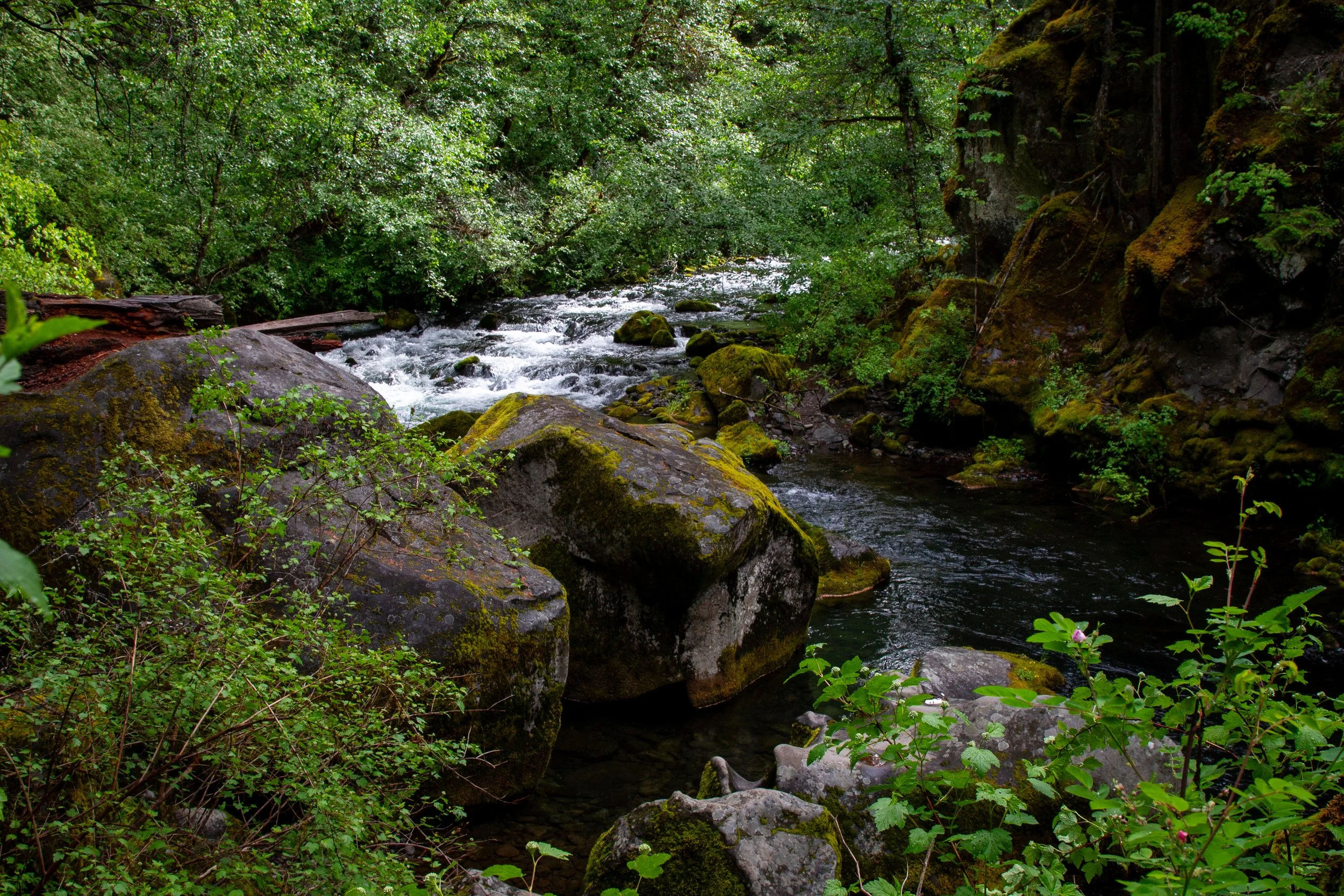 North Umpqua River from the Toketee Falls Trail