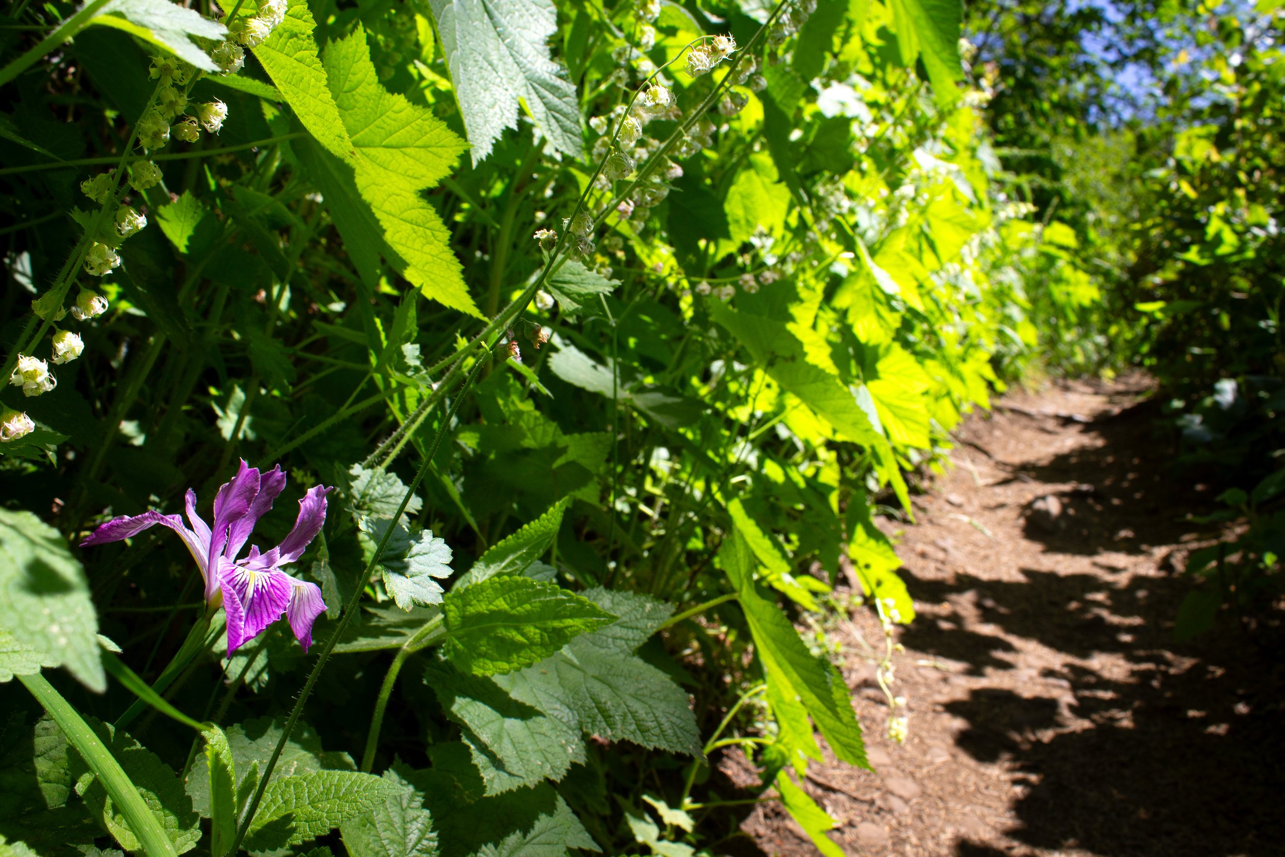 Iris blooms along hiking trail on Neahkahnie Mountain