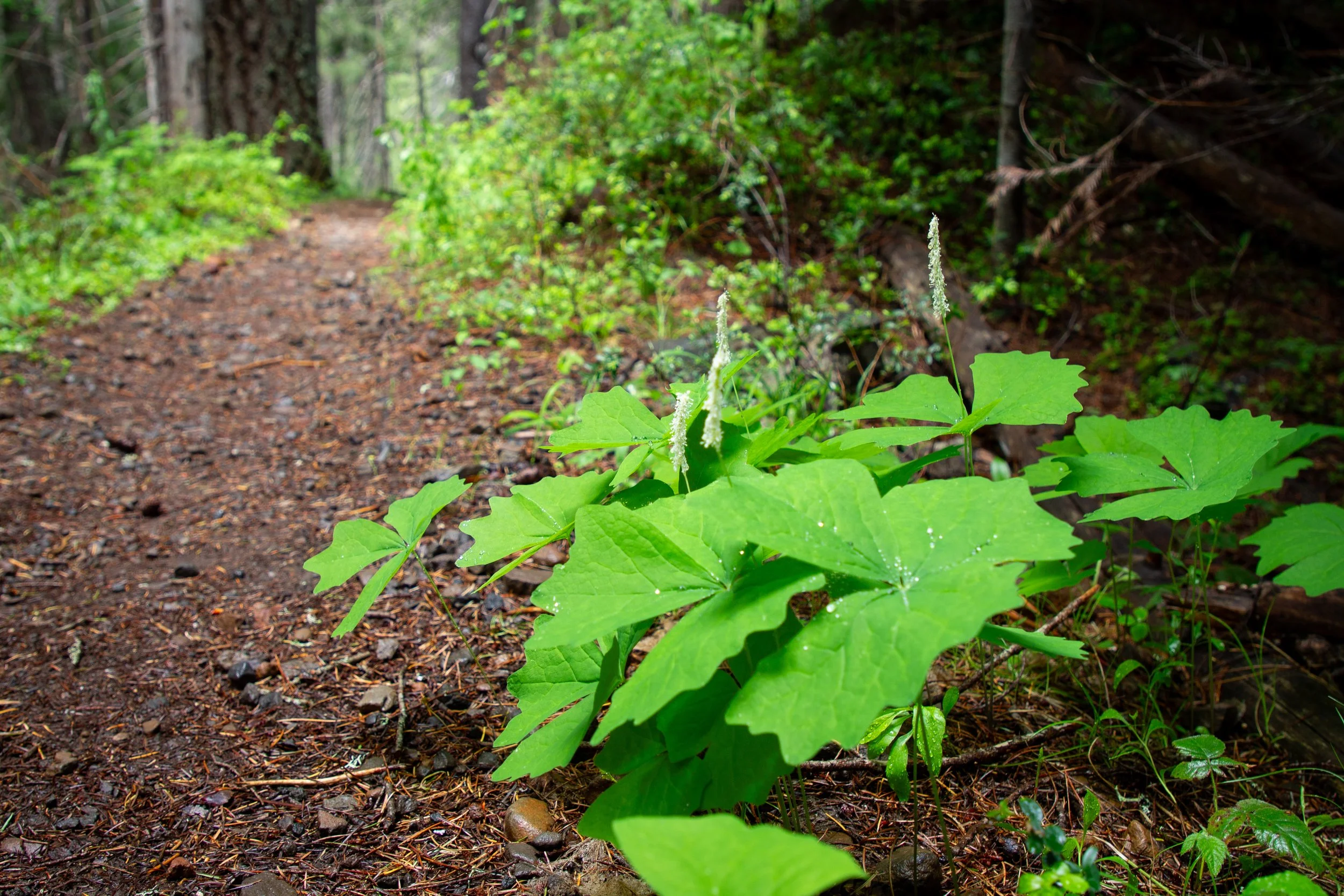 Blooming vanilla leaf next to hiking trail