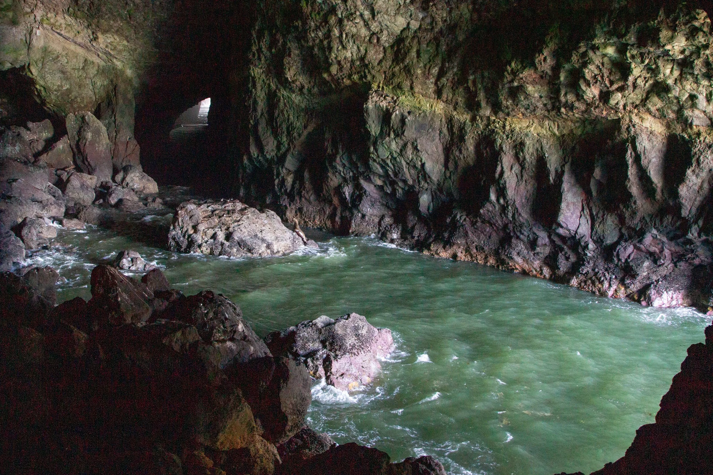Sea Lion Caves
