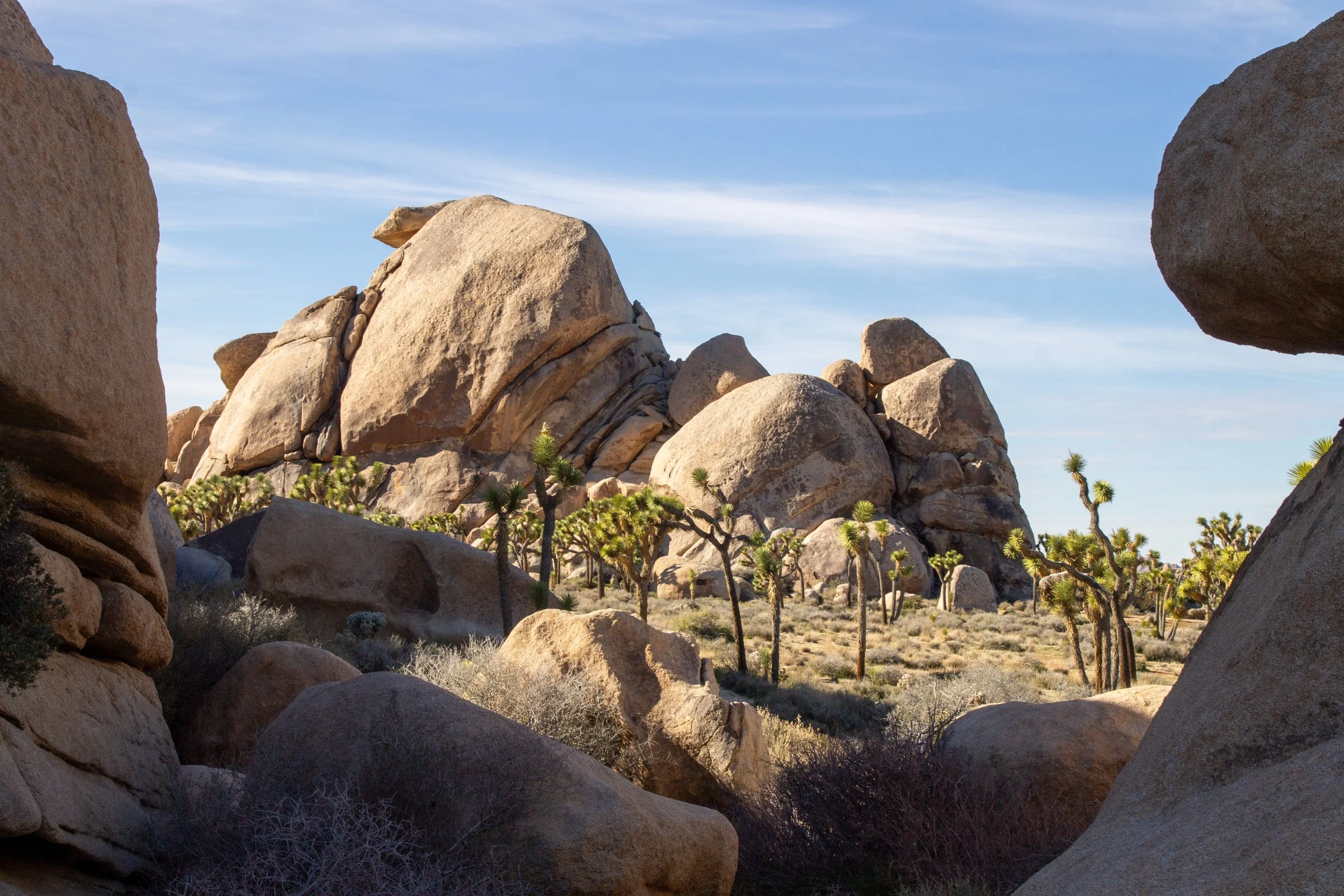 joshua trees in front of interesting rock formation