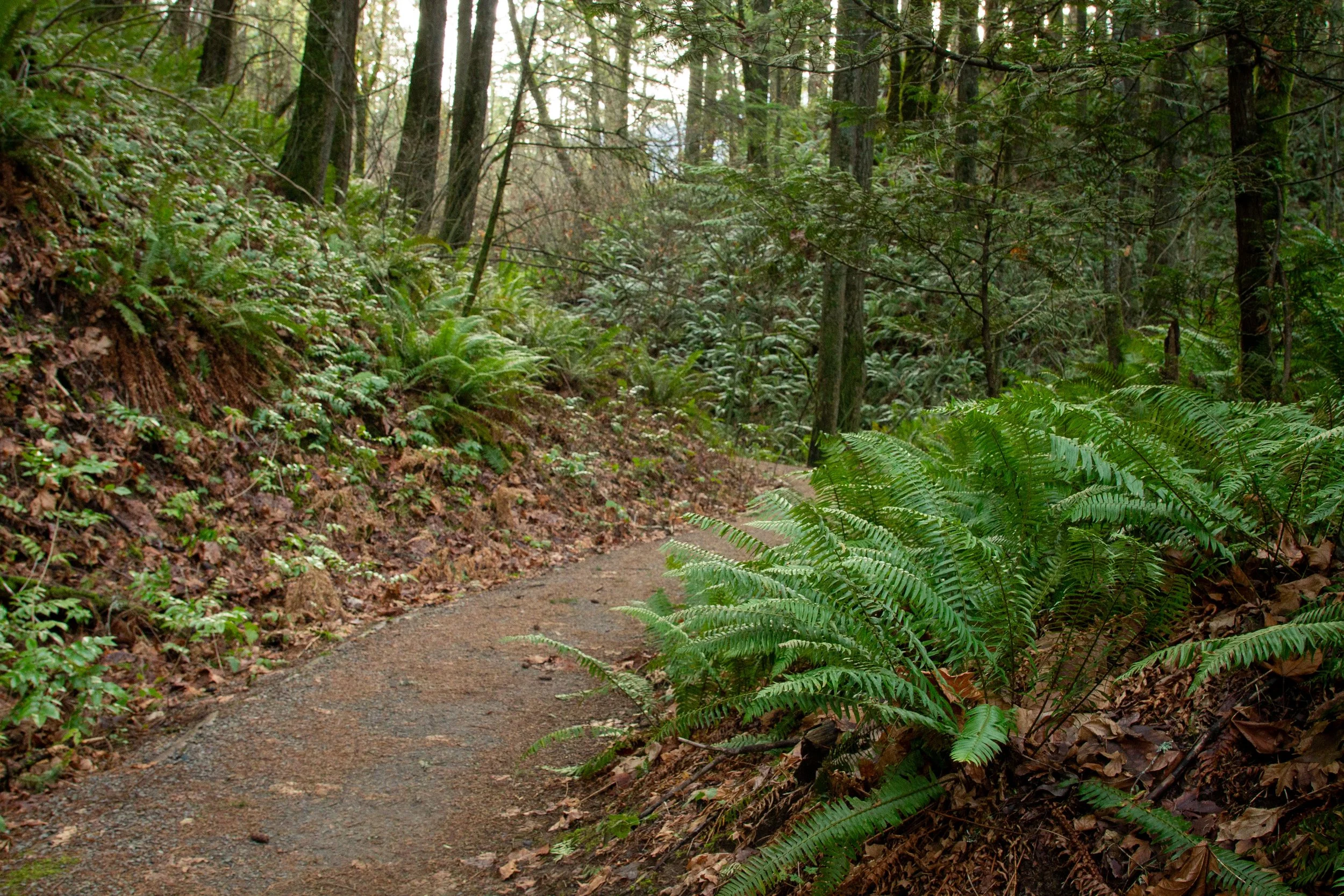 Ferns line hiking trail