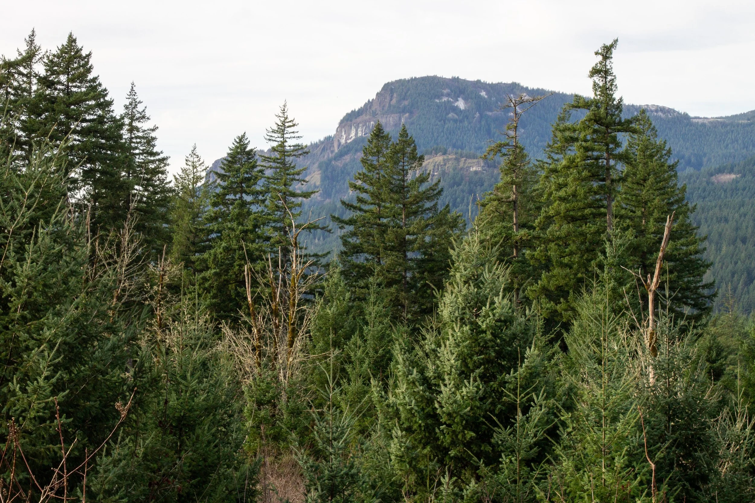 Hamilton Mountain behind young Doug firs