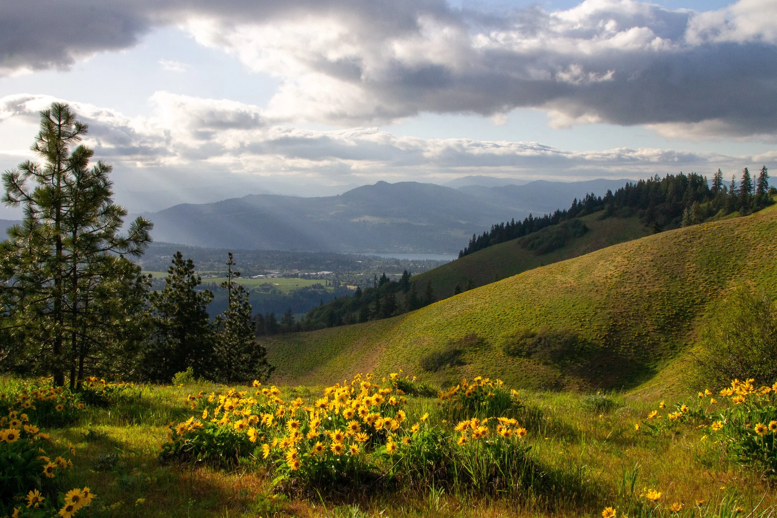 Rays of sunlight hit balsamroot on Hood River Mountain