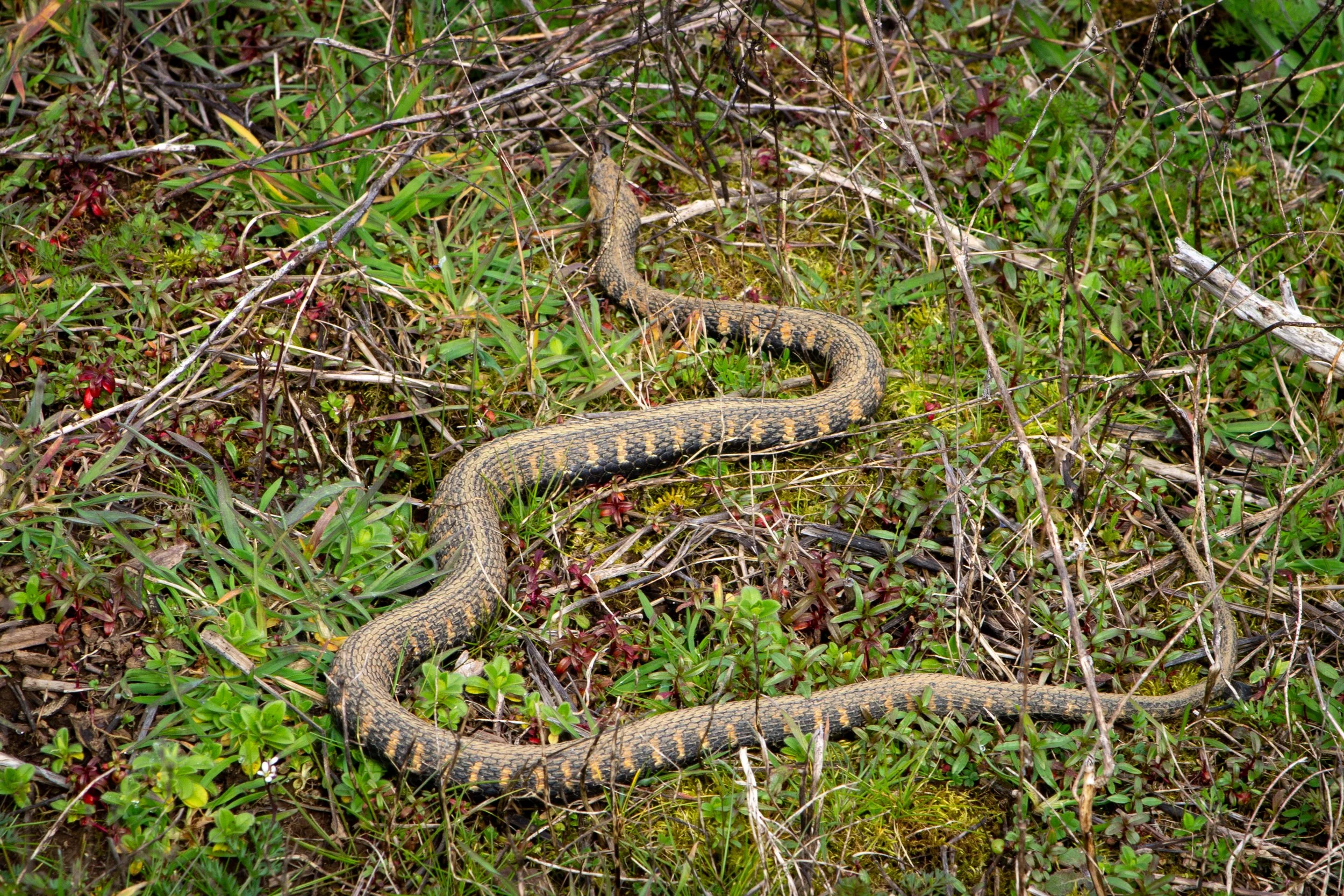 Snake on mossy ground