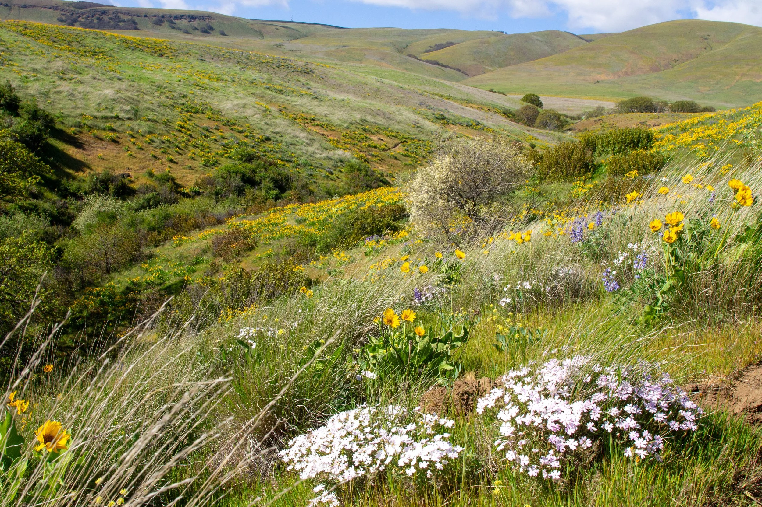 Wildflowers blooming on hillsides