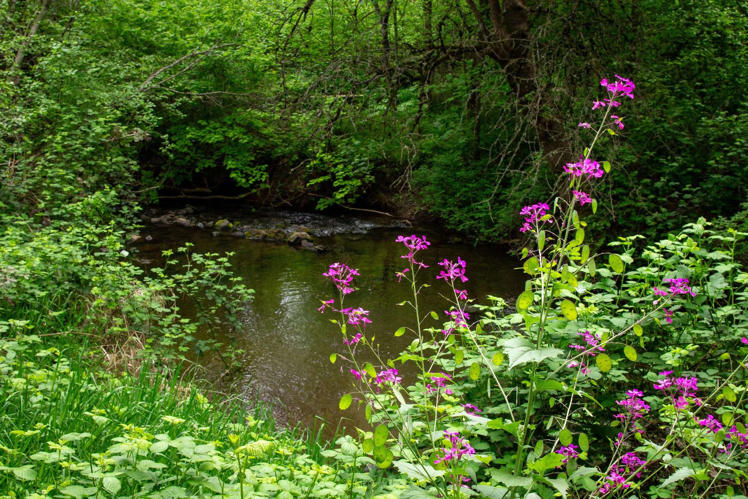 Purple wildflowers in front of creek