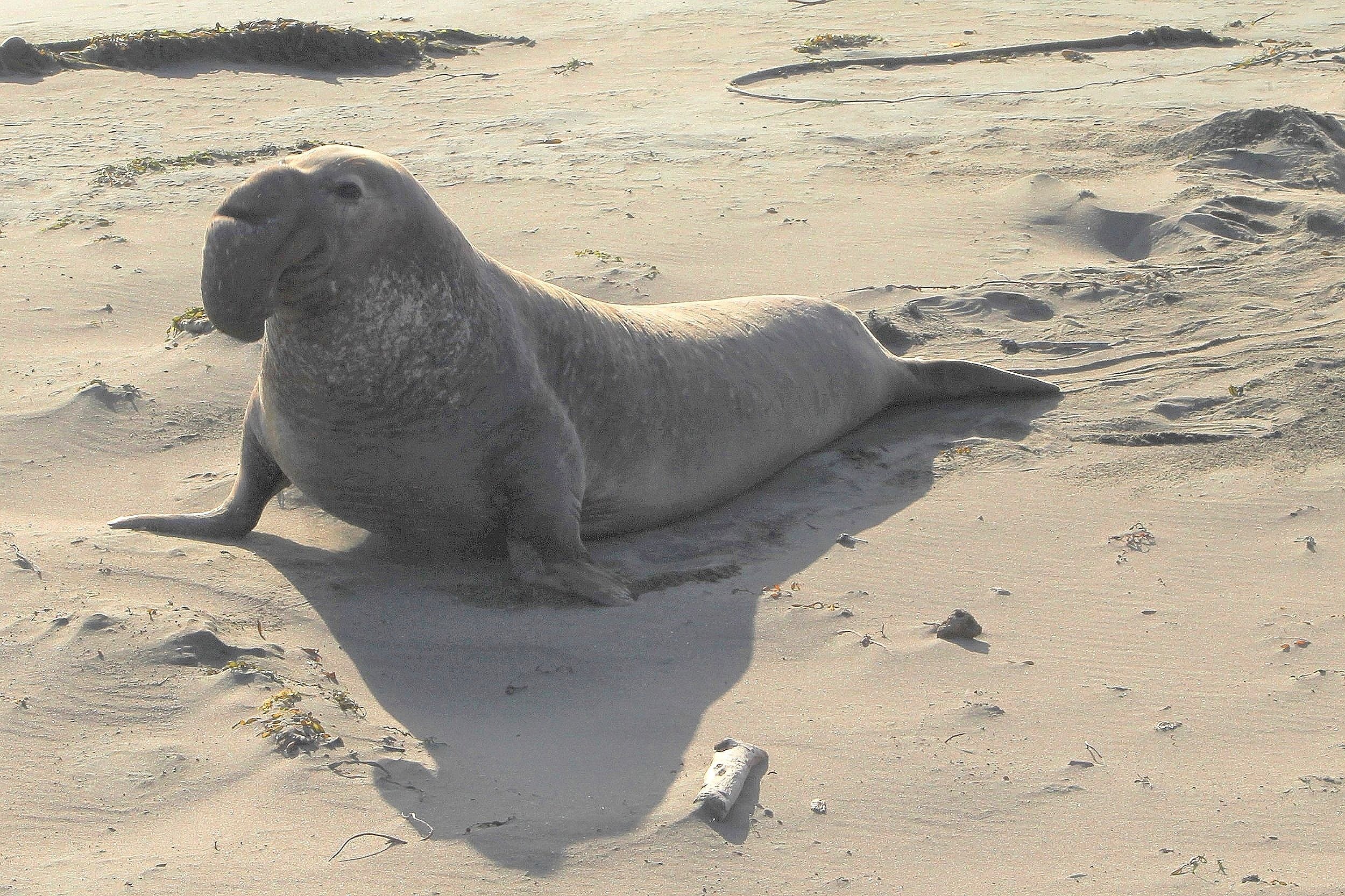 The Amazing Wildlife of the Oregon Coast (and where to see it!) — Pines