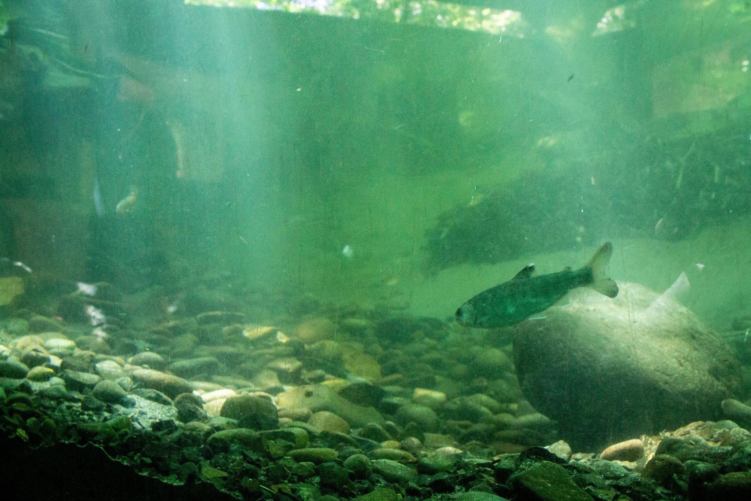 Small fish in viewing window