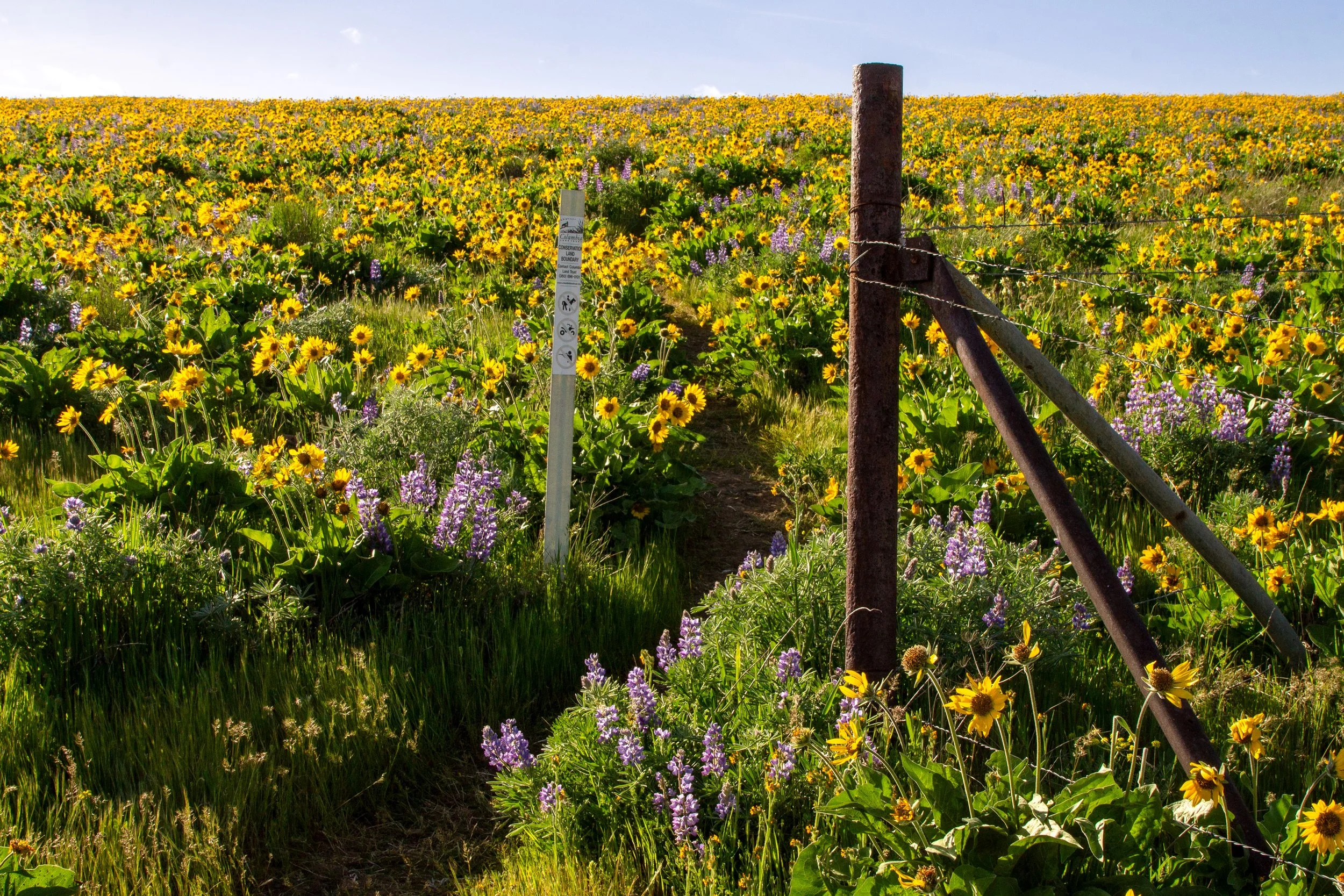 Dirt trail through wildflowers