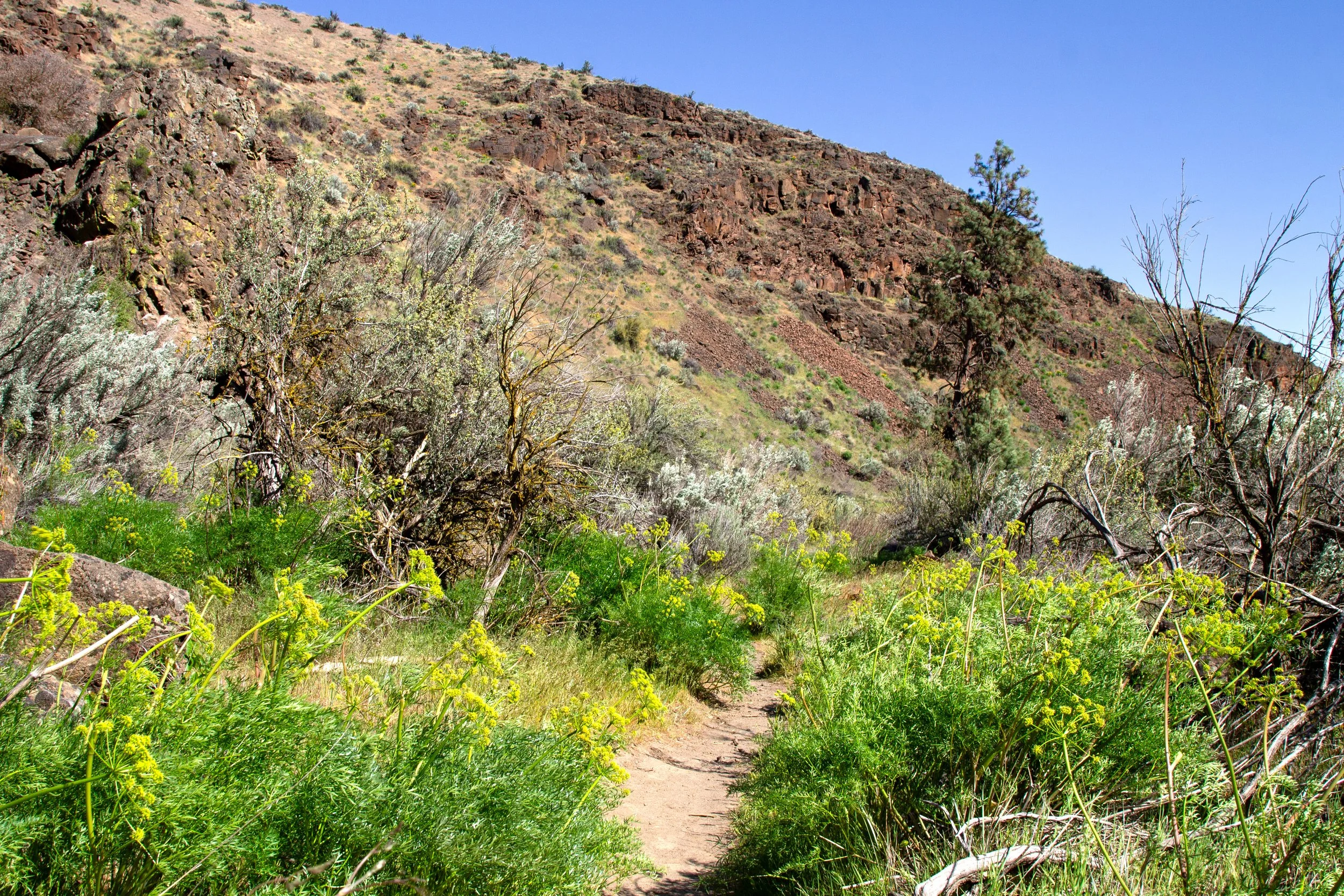 Wildflowers along dirt hiking trail