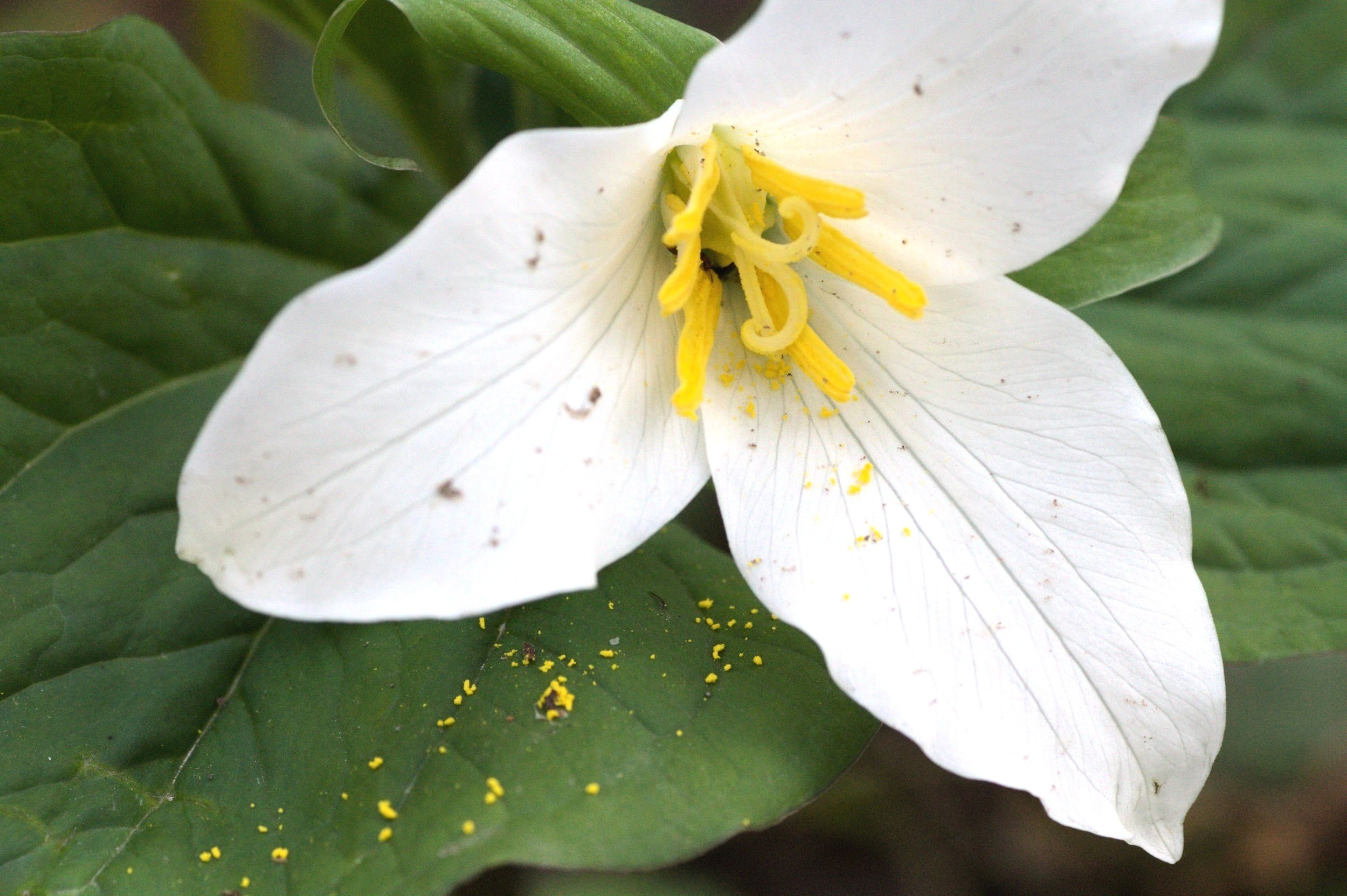 5 Beautiful Places to See Trillium Blooming near Portland — Pines and Vines