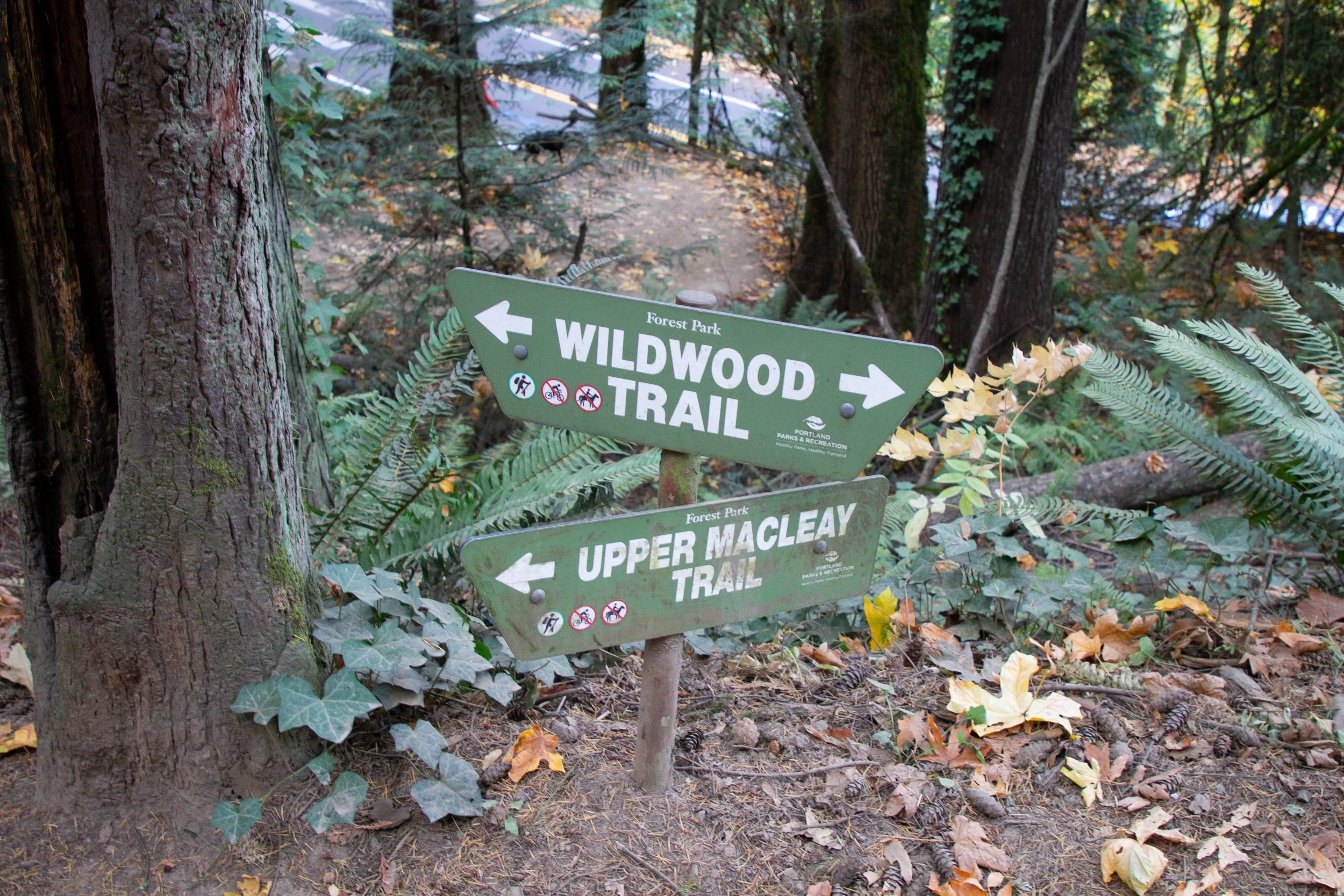 Signs at junction of Wildwood Trail and Upper Macleay Trail