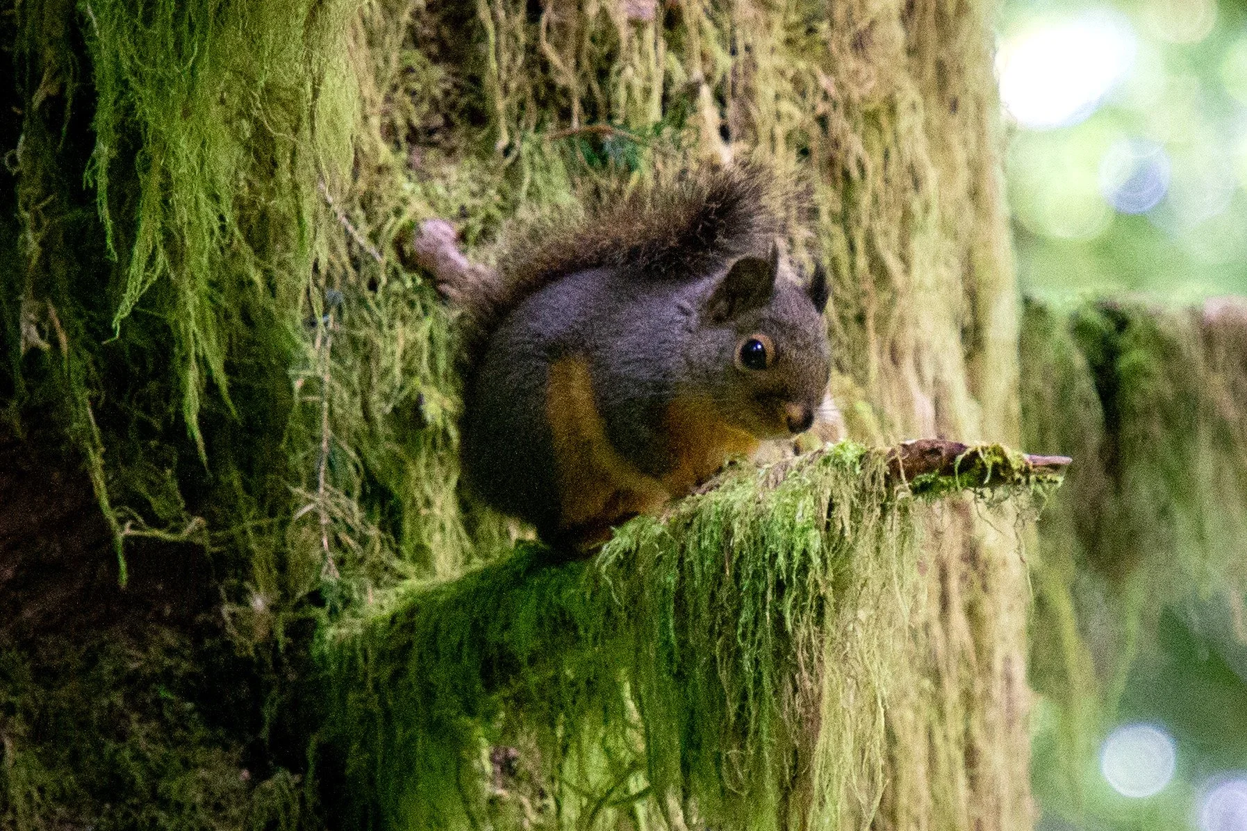 Douglas squirrel on mossy branch