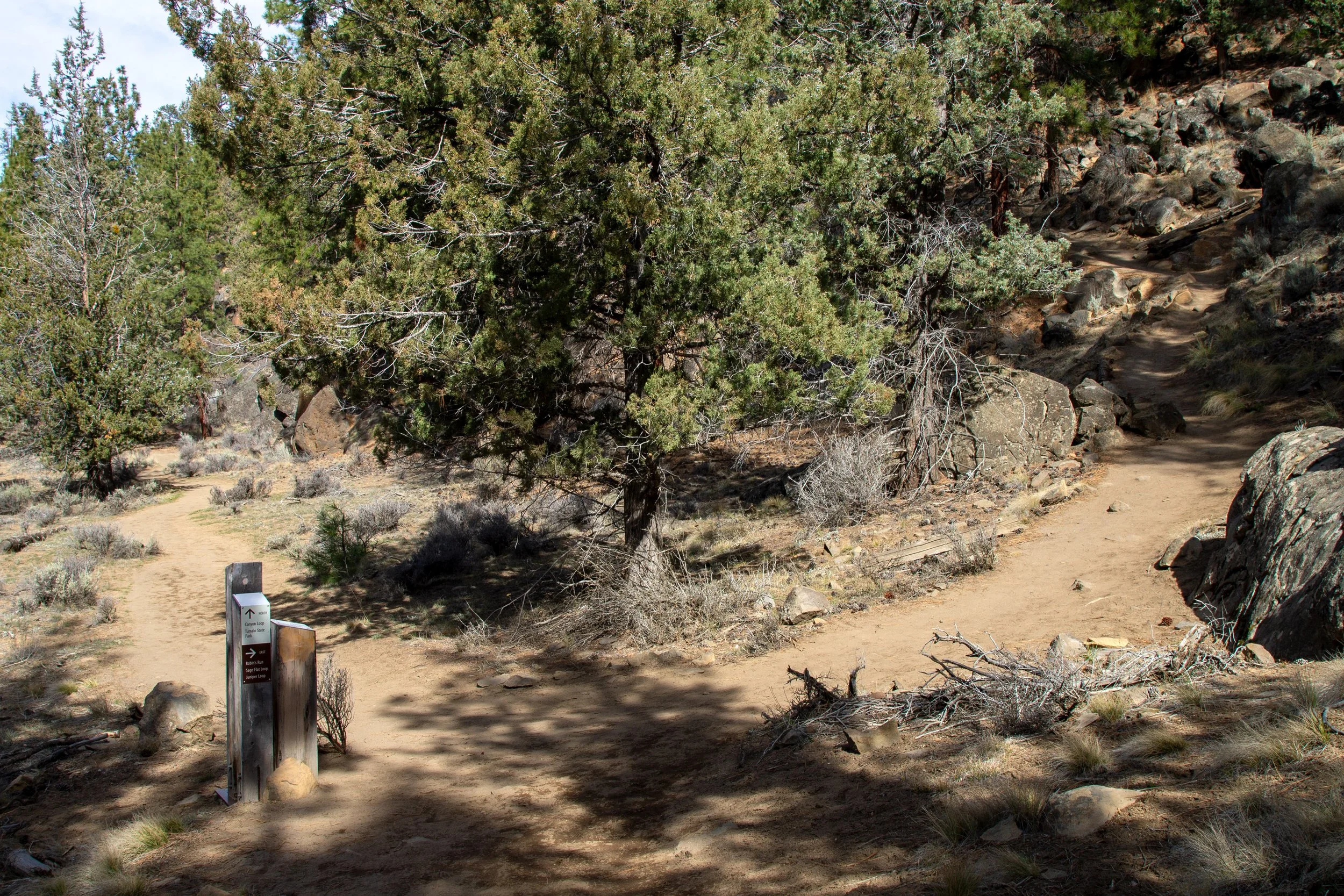 Trail junction in juniper and pine forest