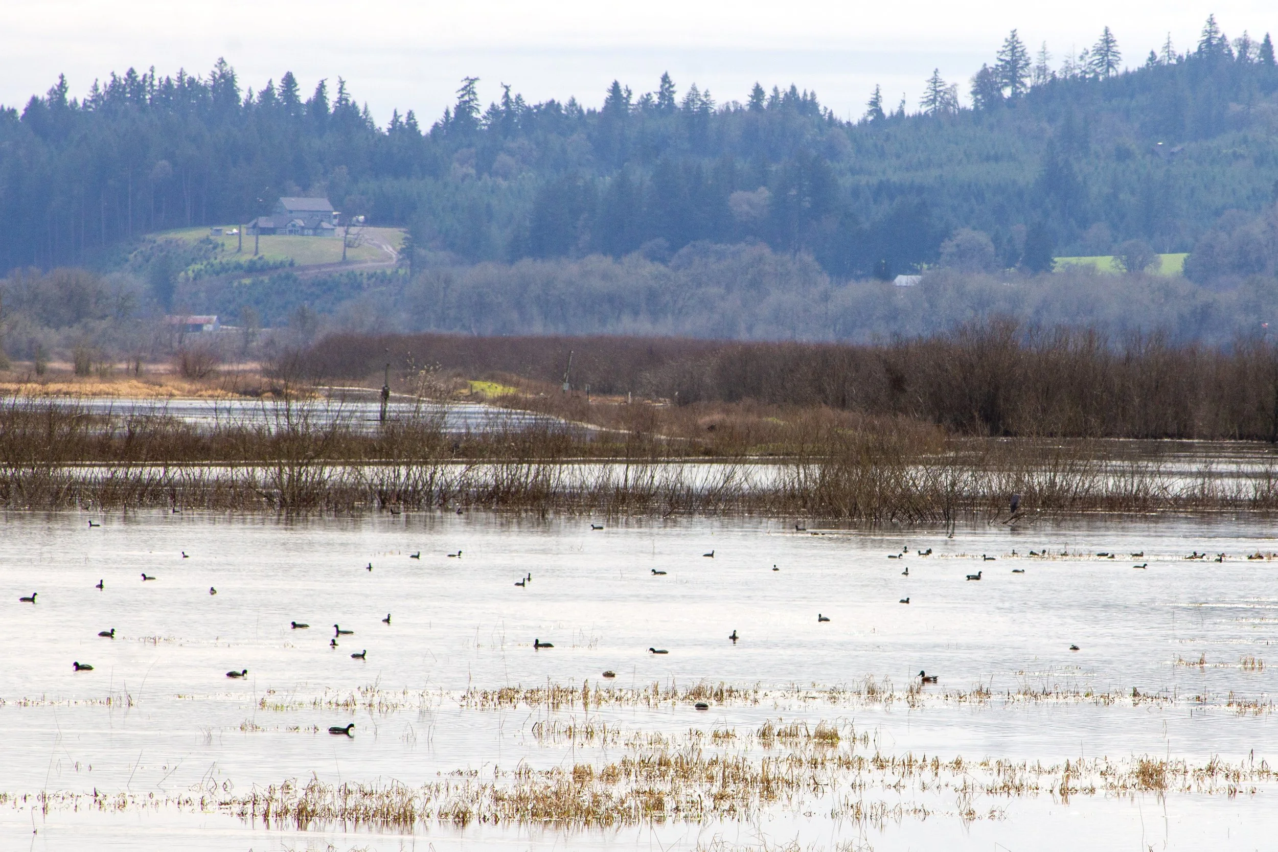 Many ducks in marshy lake