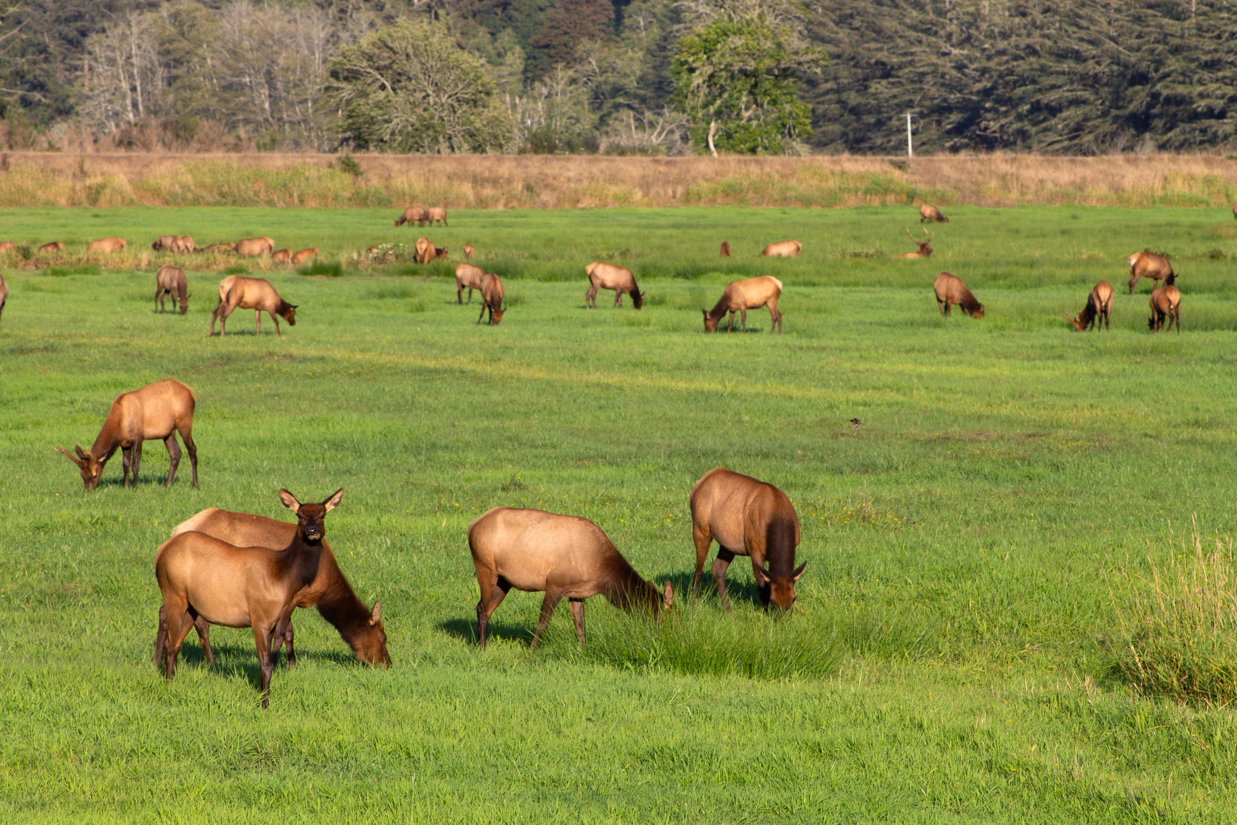 Elk herd grazing in field