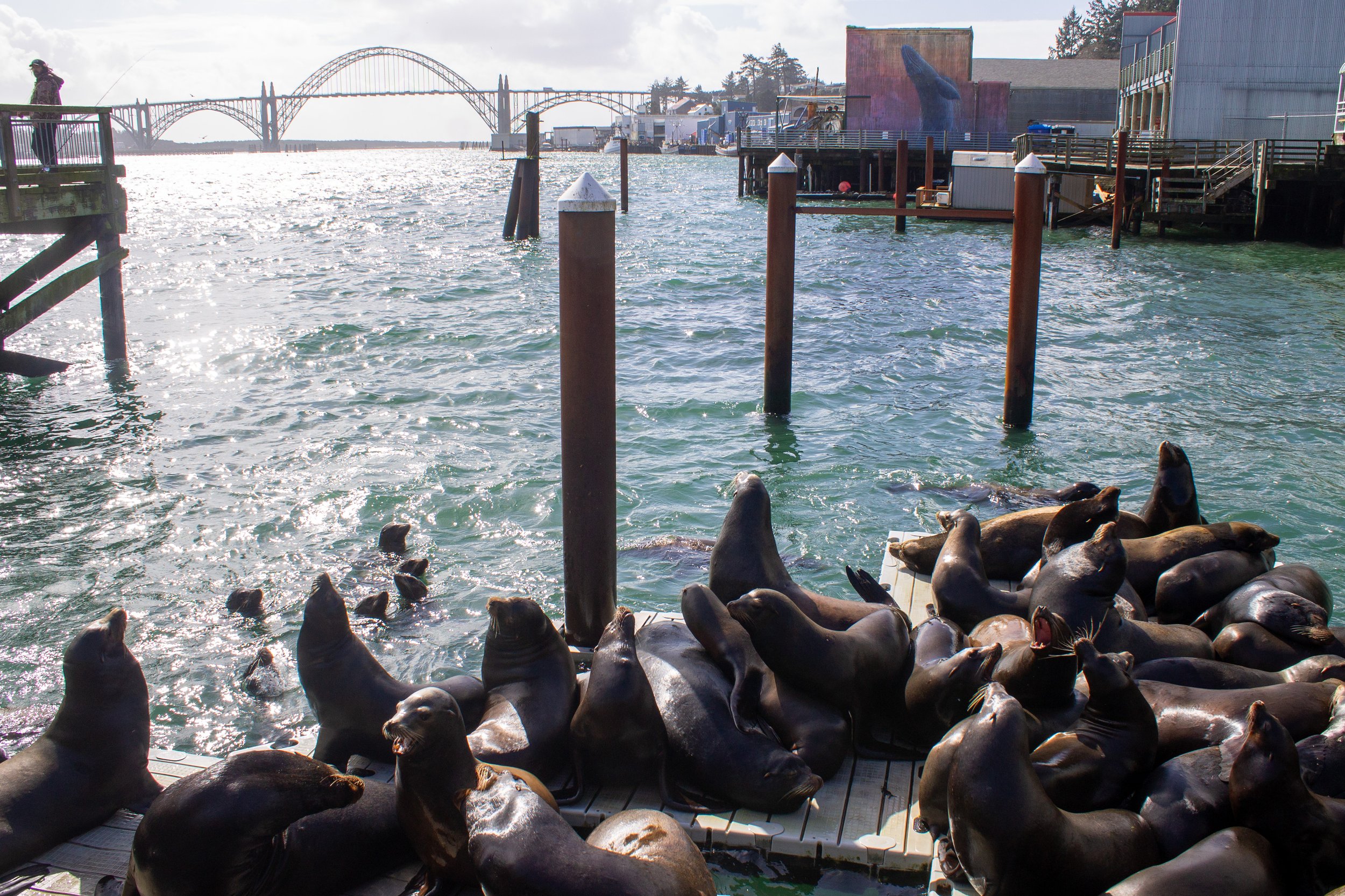 Sea lion docks in Newport