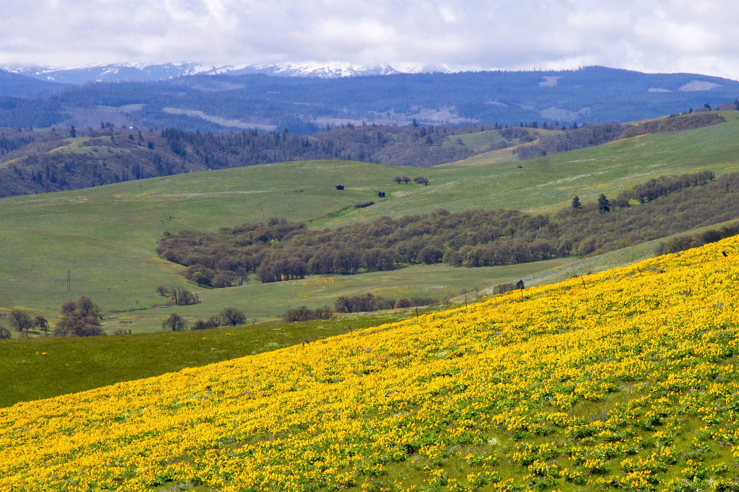 Field of yellow flowers in front of Mount Hood foothills