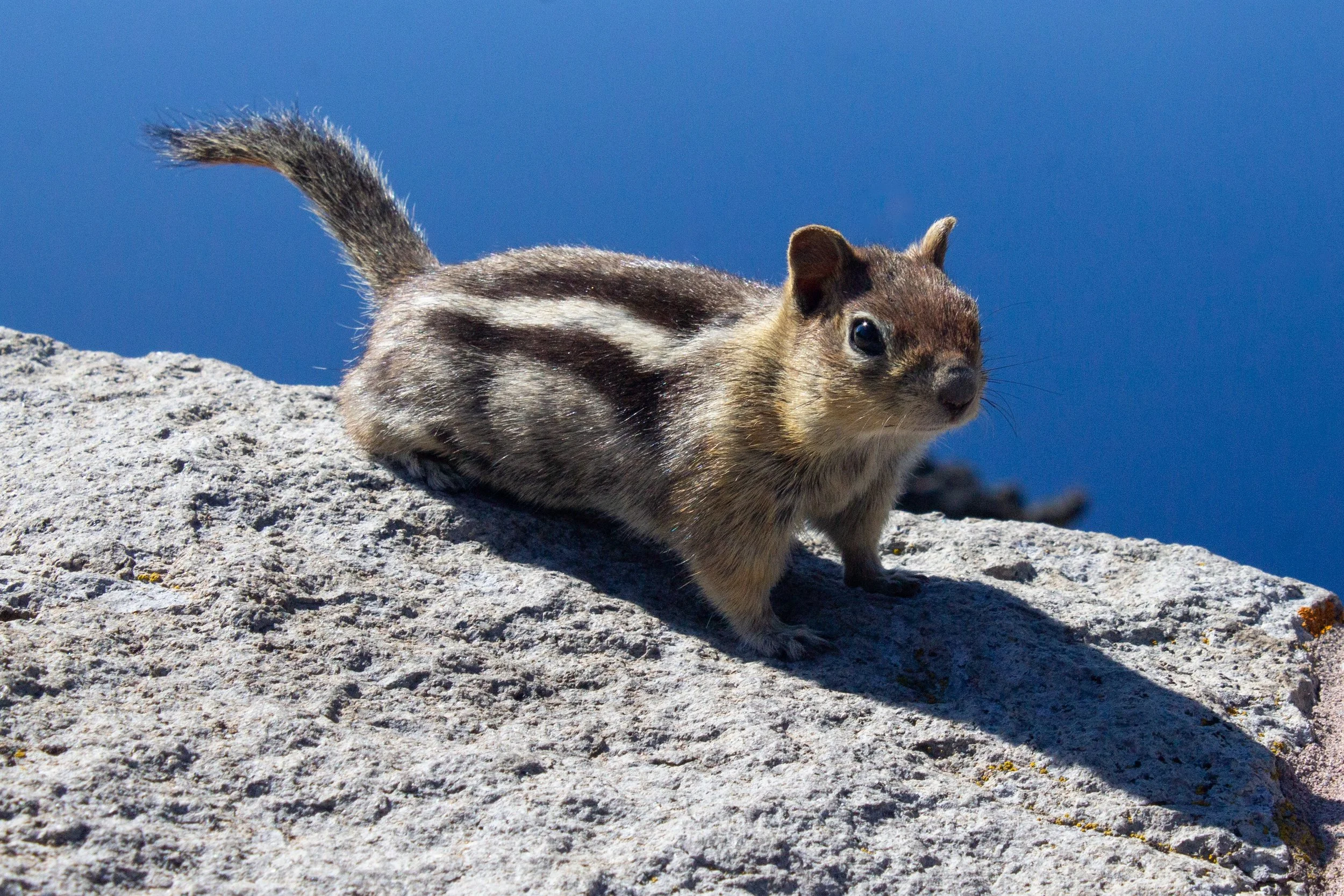 Golden-mantled ground squirrel in front of Crater Lake