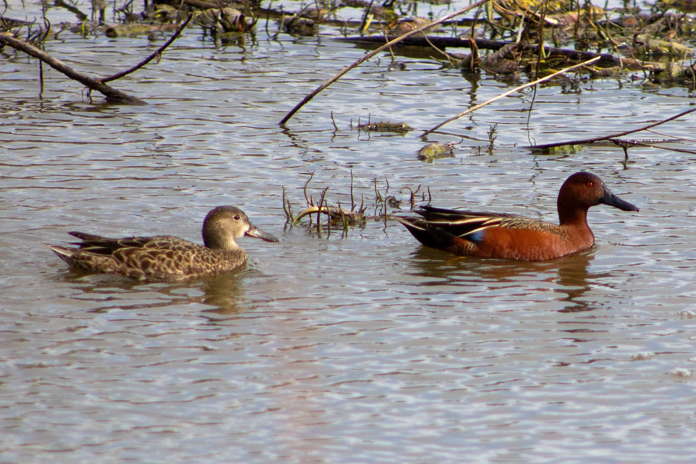 Two cinnamon teals swimming
