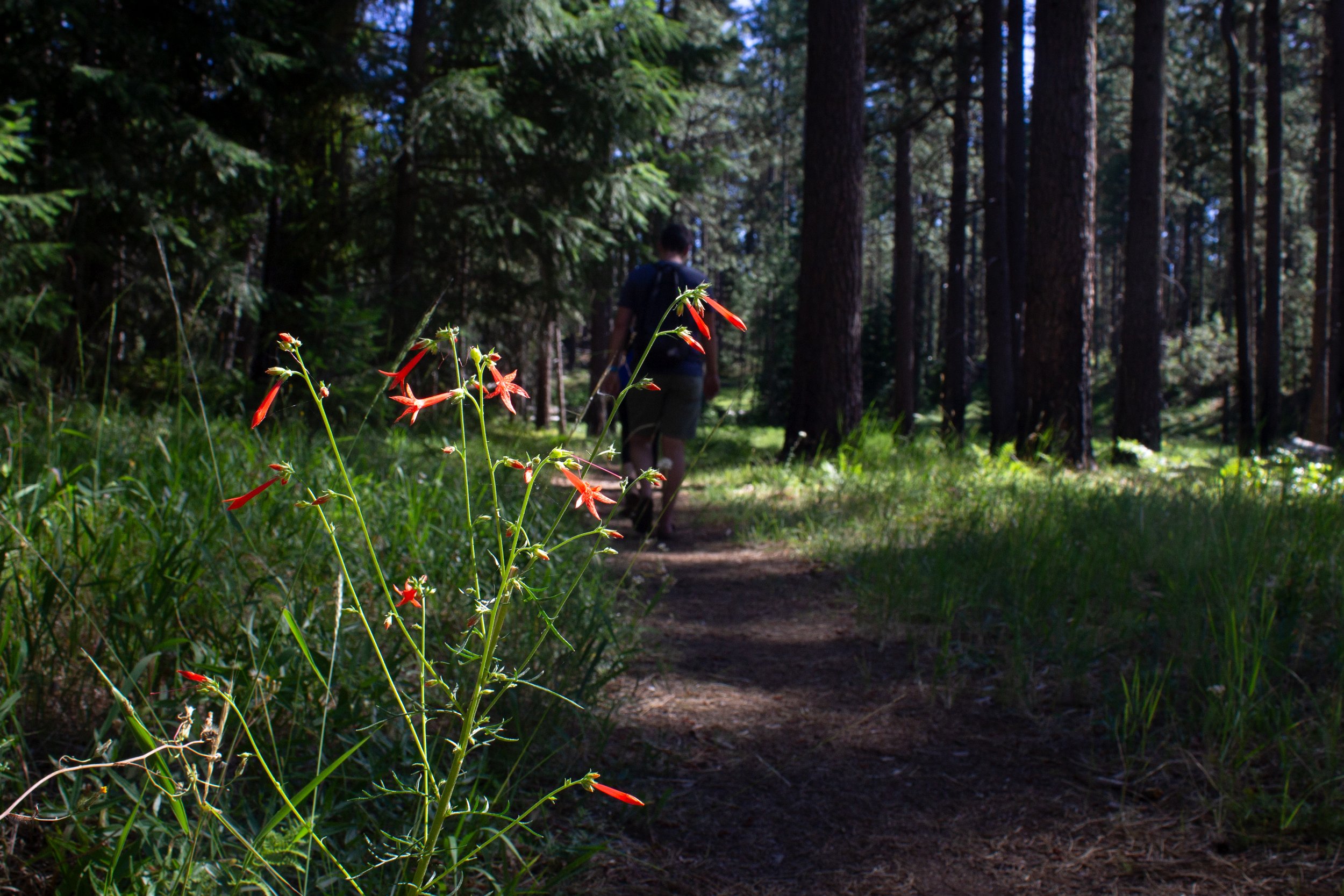 Red wildflowers bloom next to hiking trail