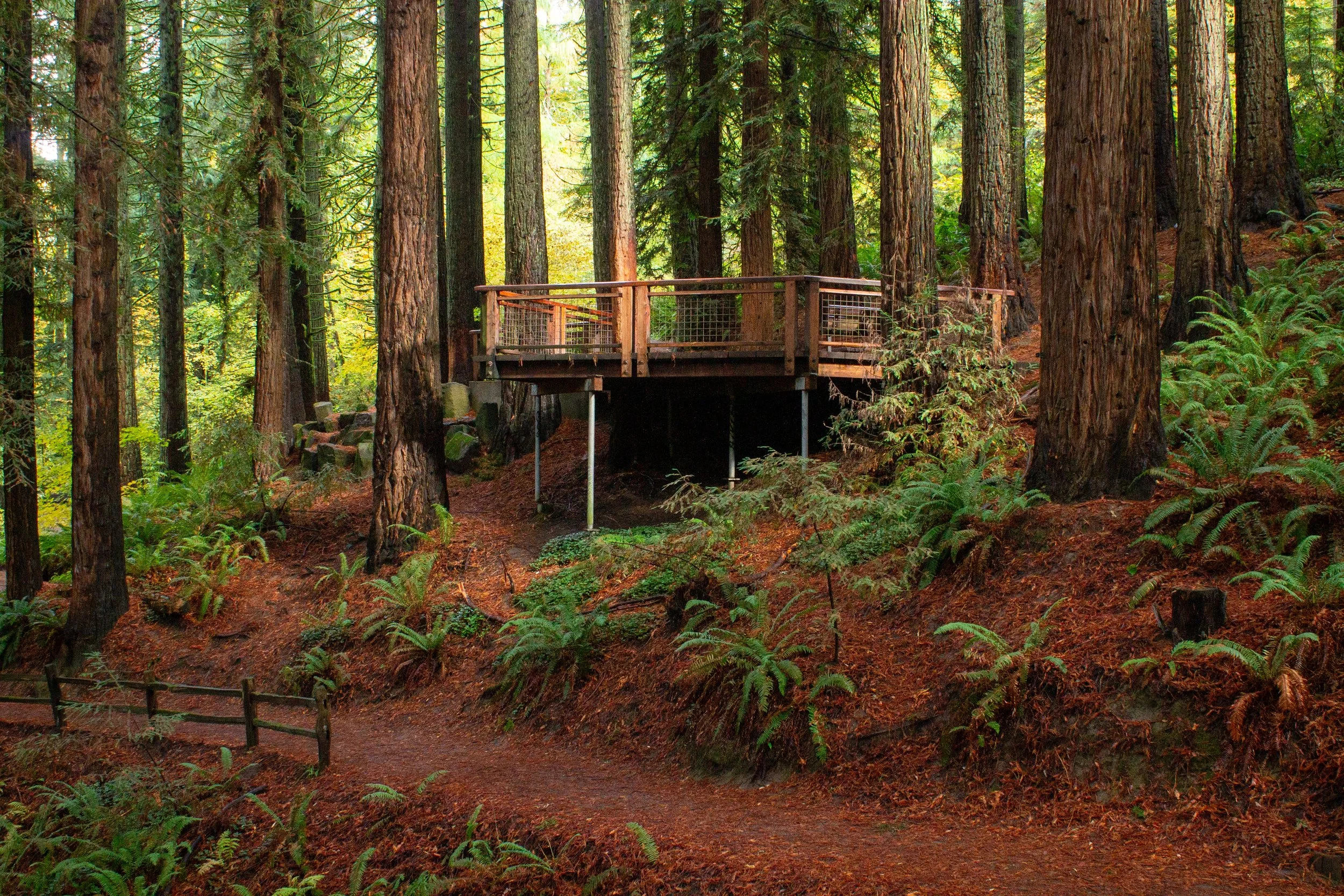 Redwood deck in the Hoyt Arboretum