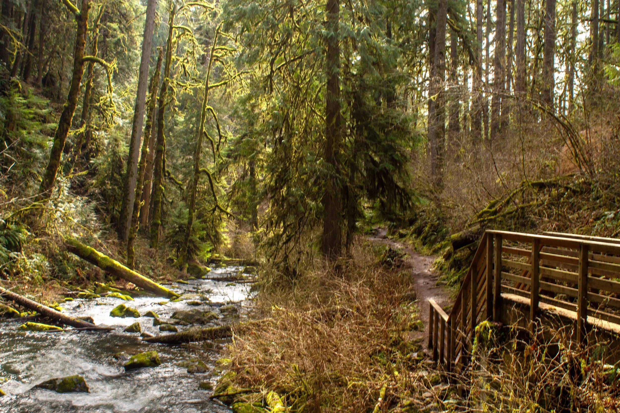Creek flows through mossy winter forest
