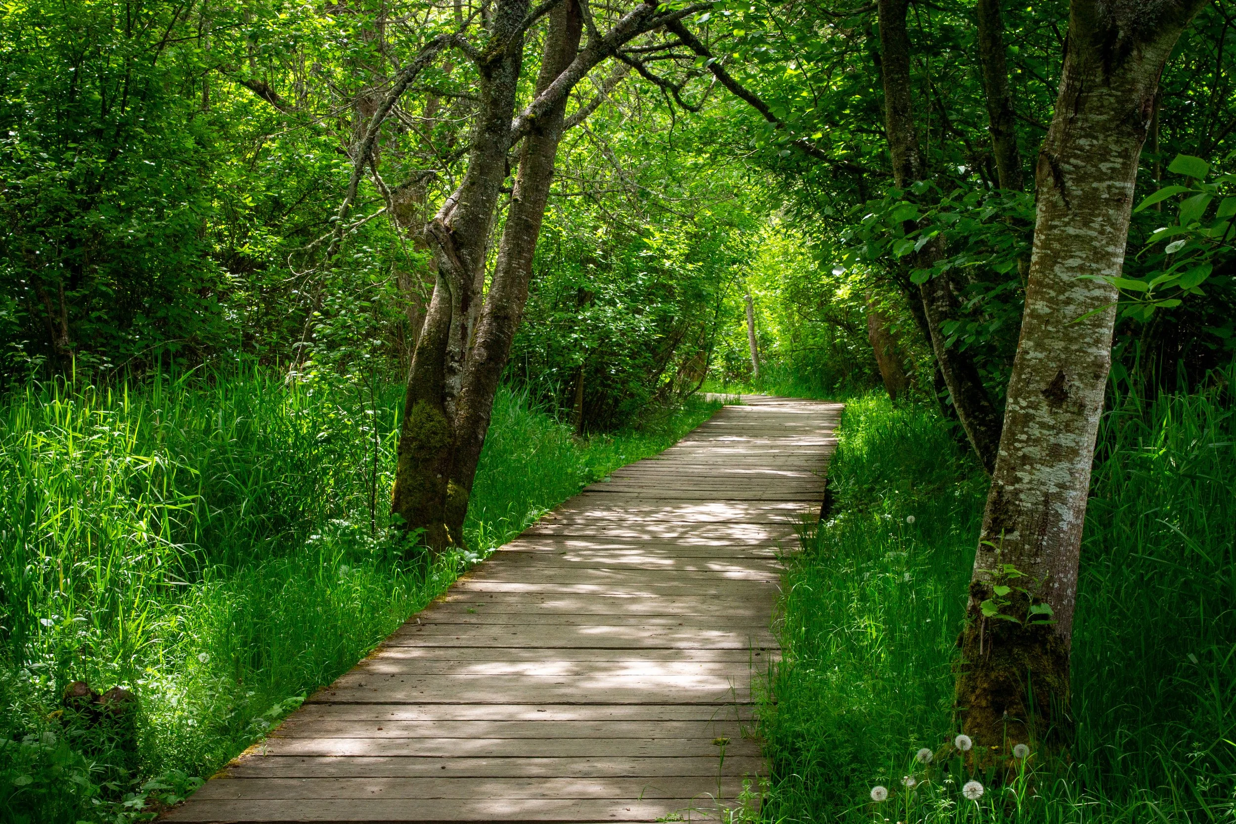 Boardwalk through the woods
