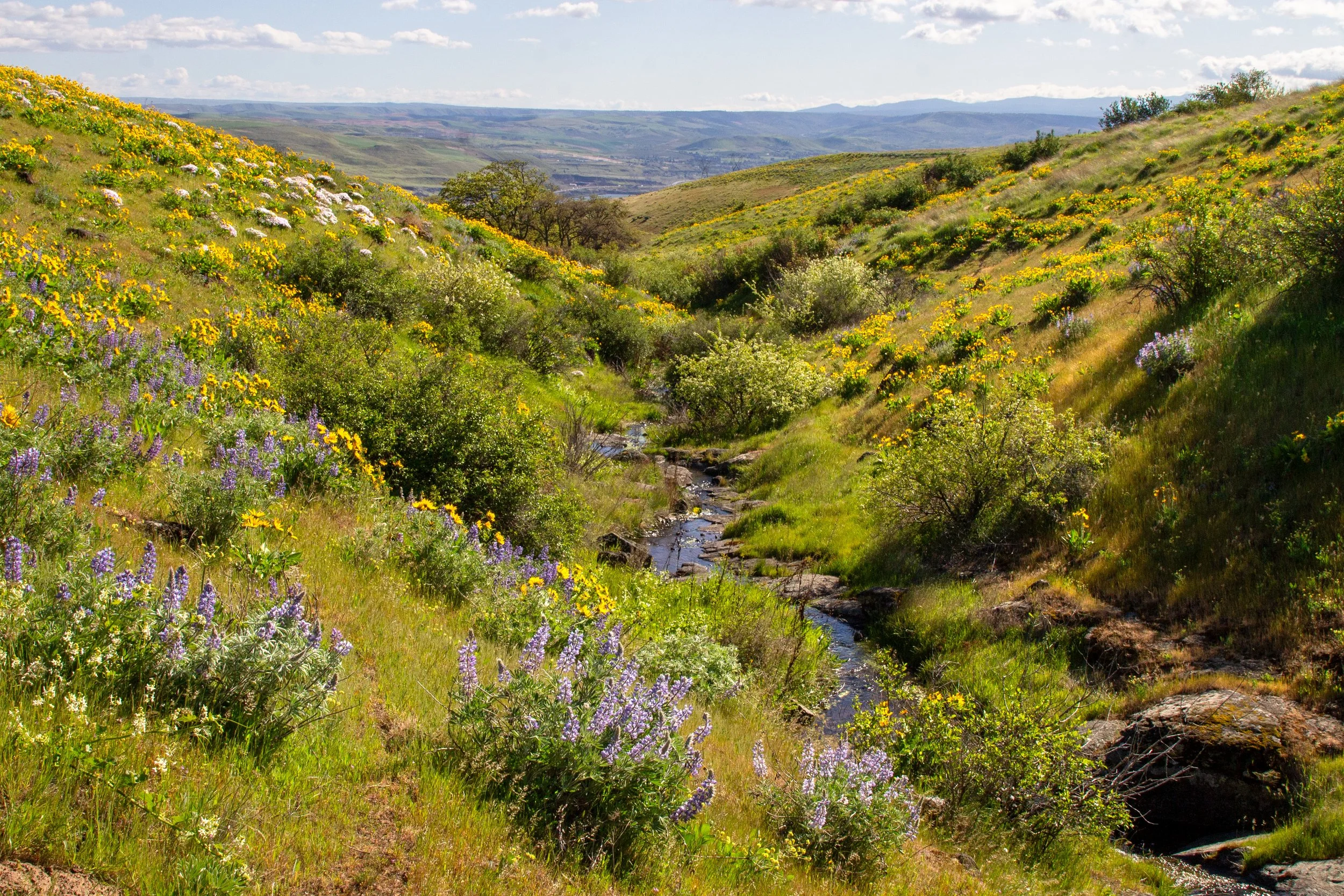 Wildflowers bloom around Eightmile Creek