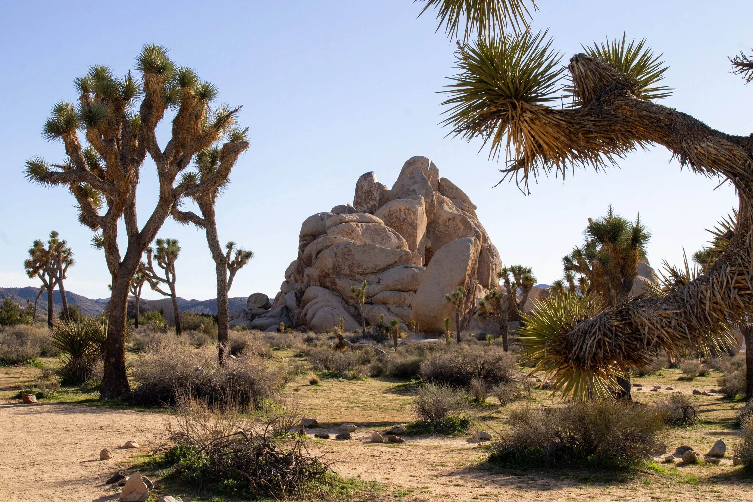 Large Joshua trees in front of rock formation