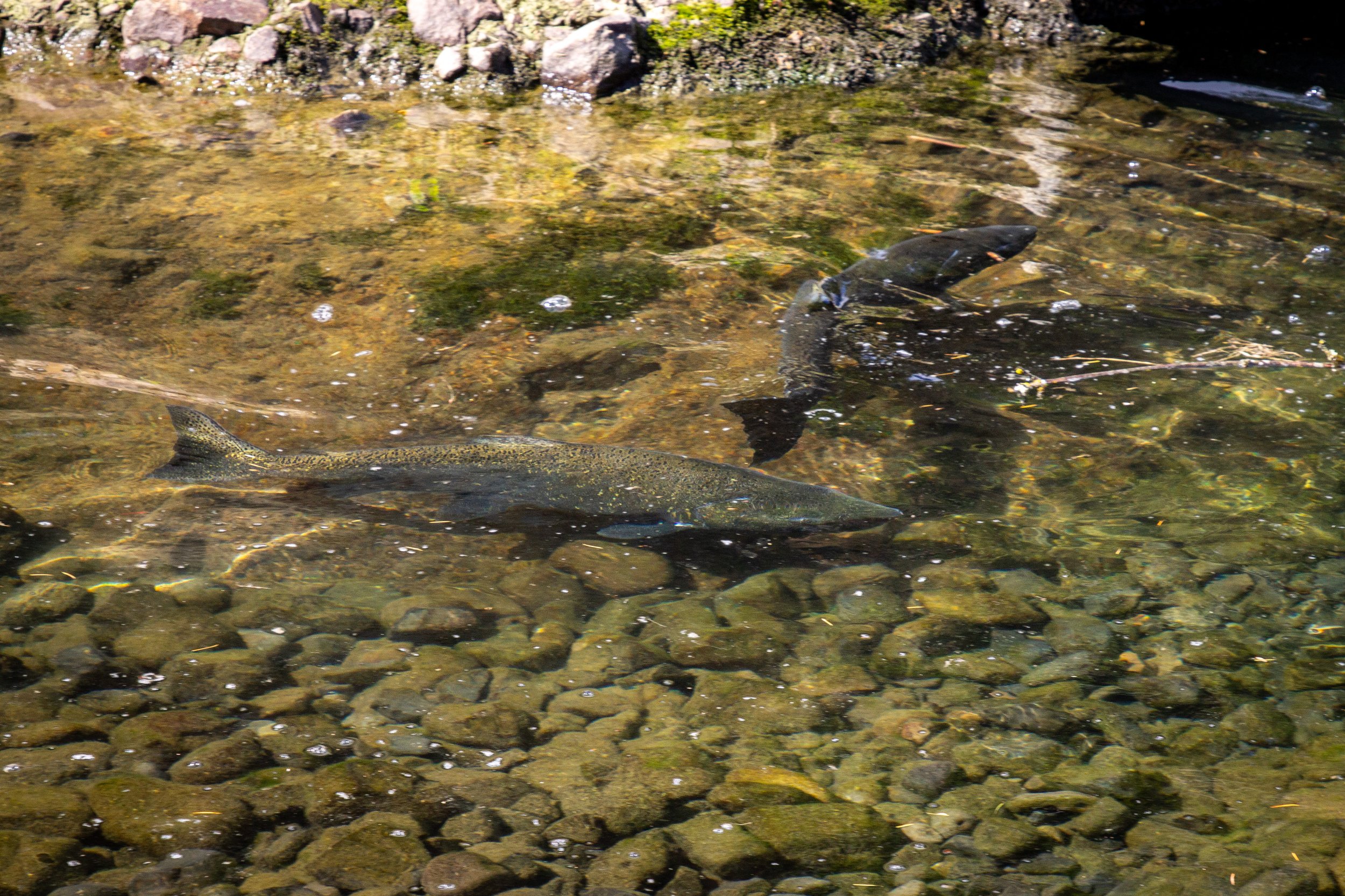 fish swim in creek