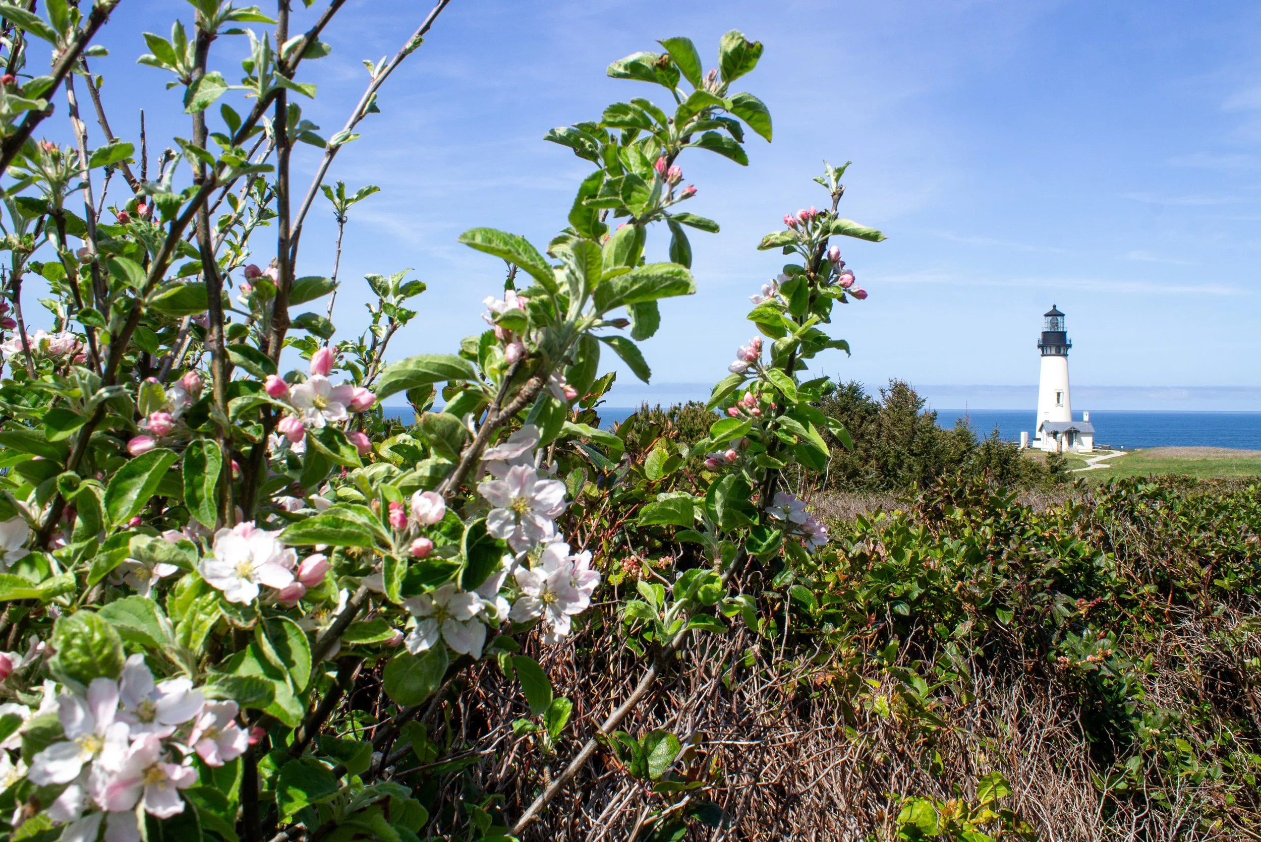Flowering tree in front of Yaquina Head Lighthouse view
