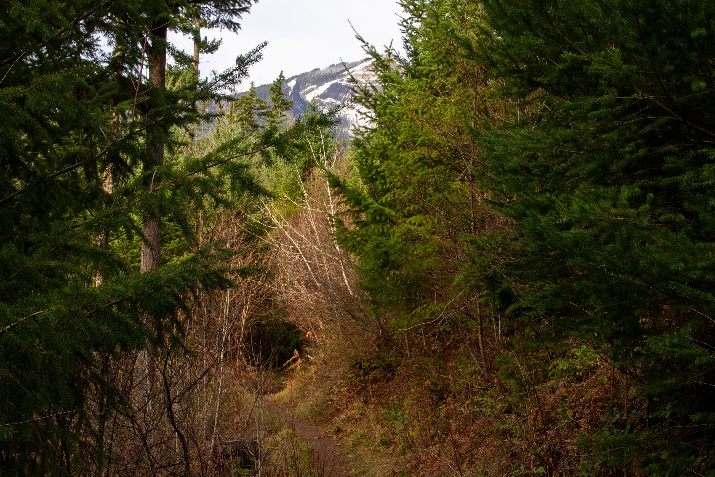 Trail passes through tunnel-like brush