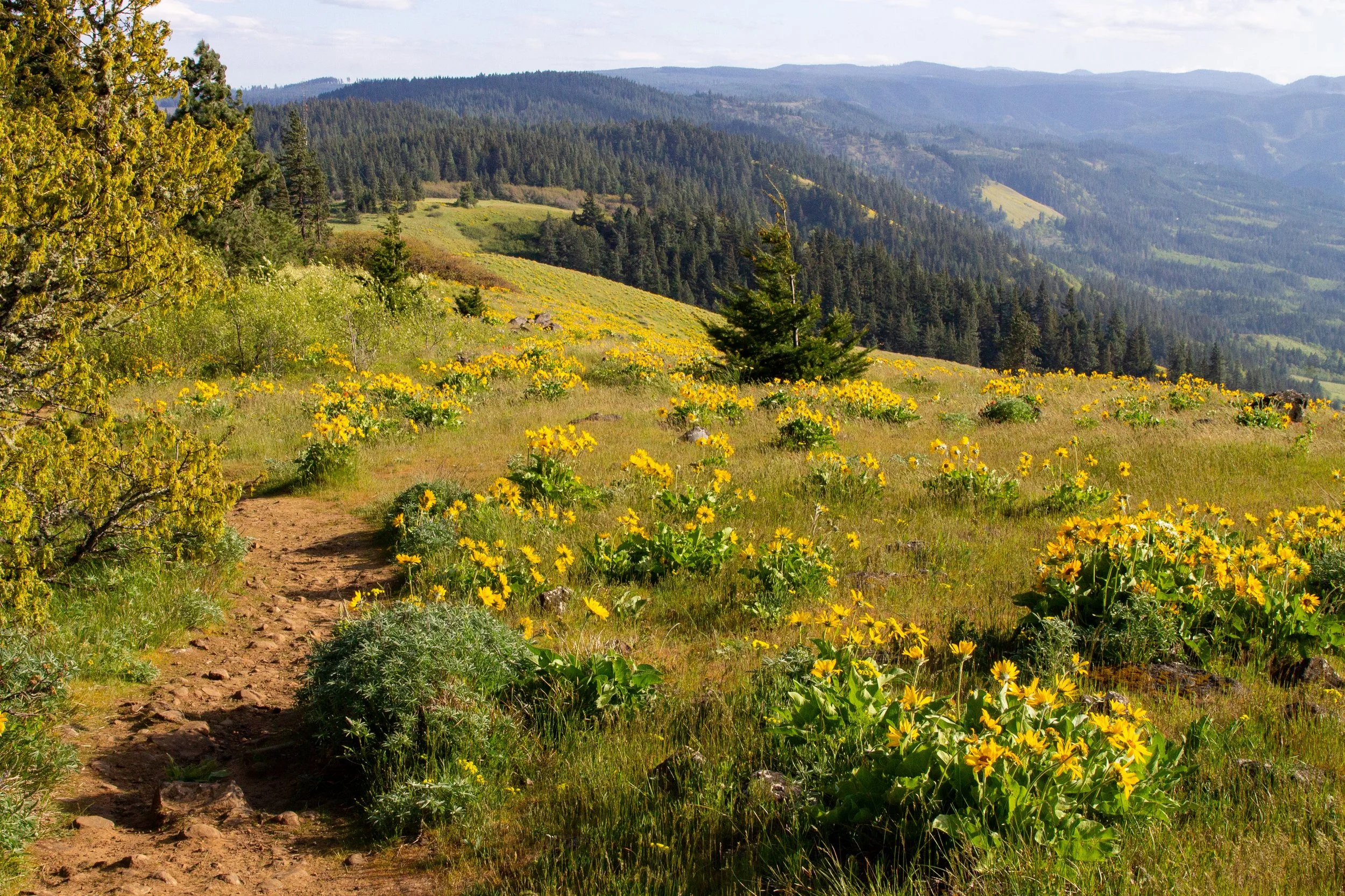 Dirt hiking trail past wildflowers