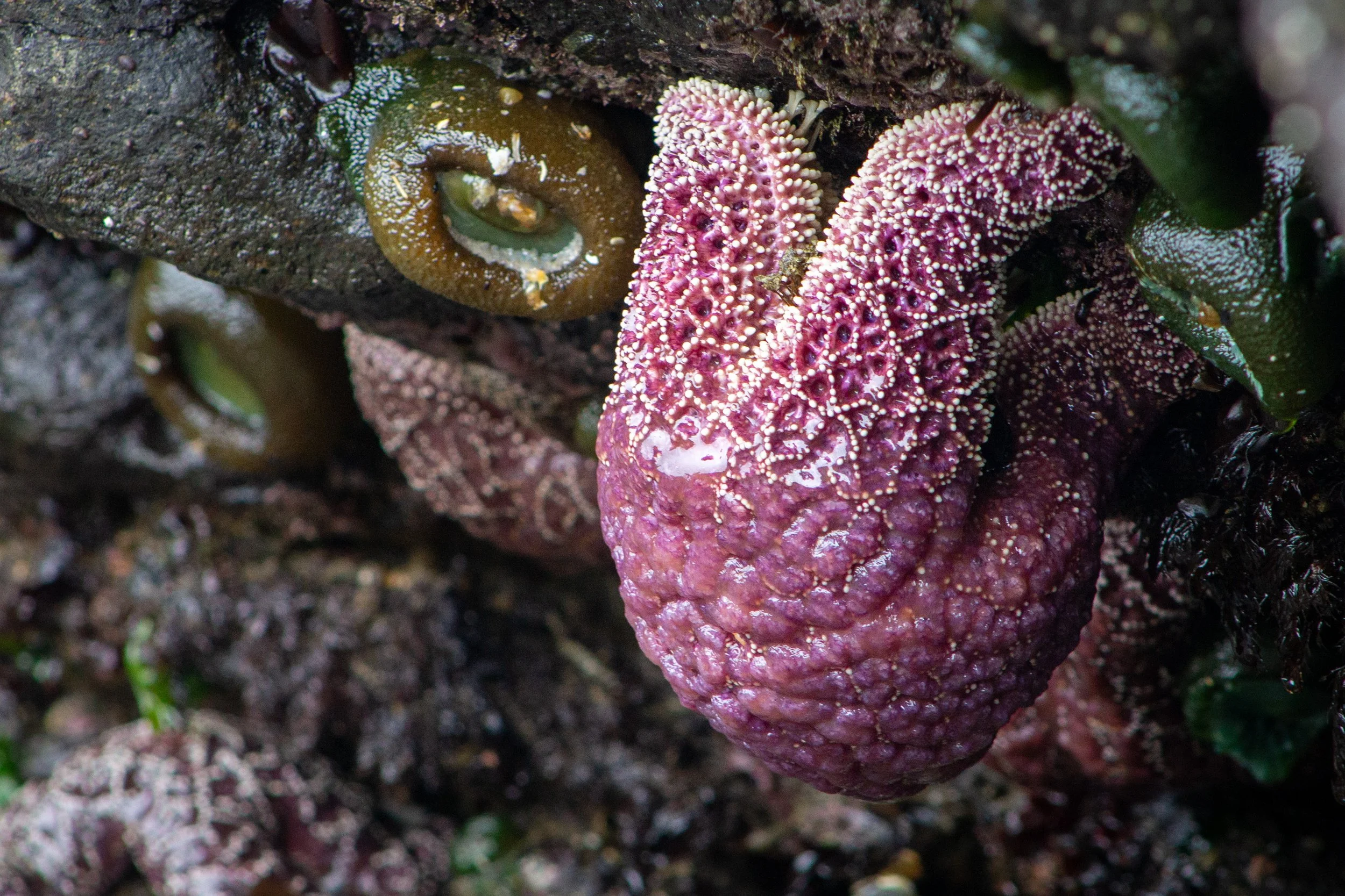 Sea star drooping off rock