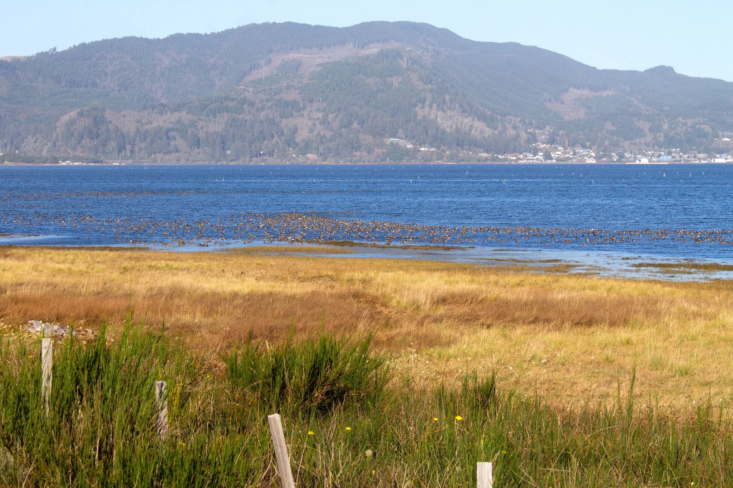 Flock of birds float in bay beyond grassy shore