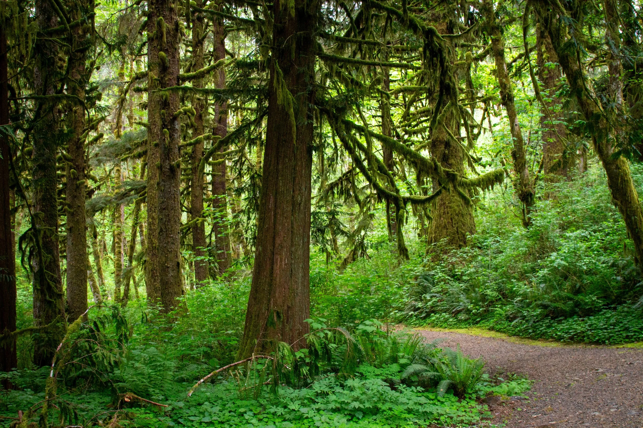 Hiking trail through mossy forest