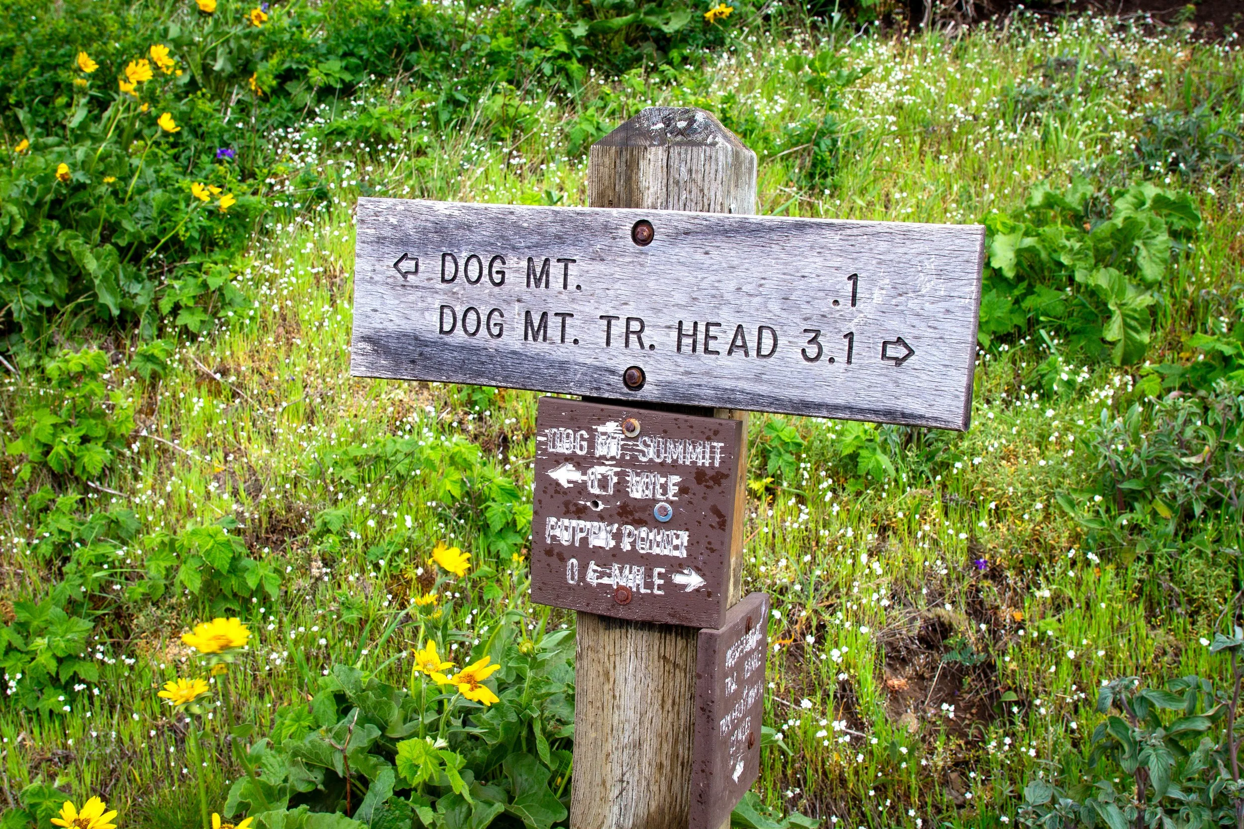 Trail junction sign points to Dog Mountain