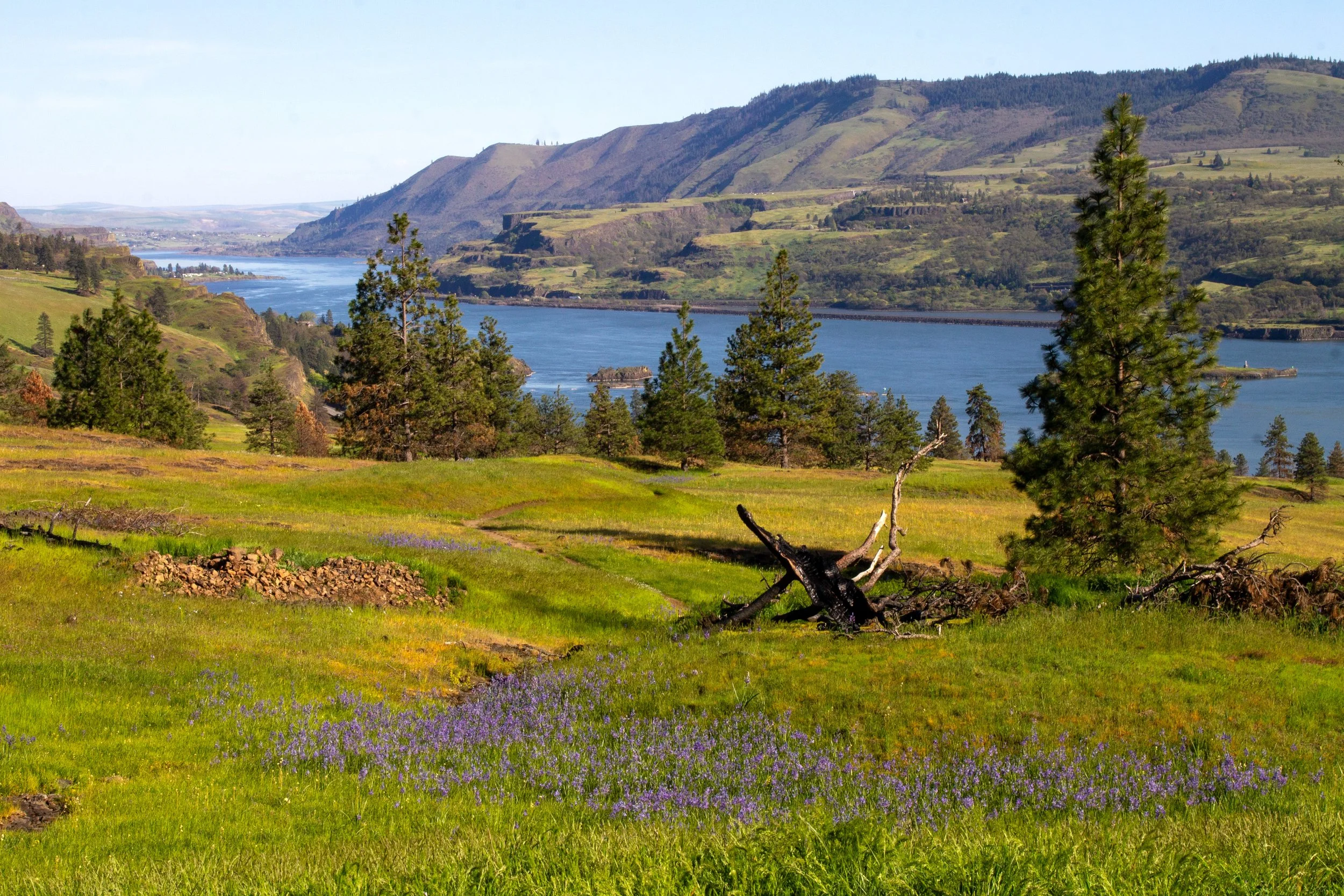 Camas patch in front of Columbia Gorge views