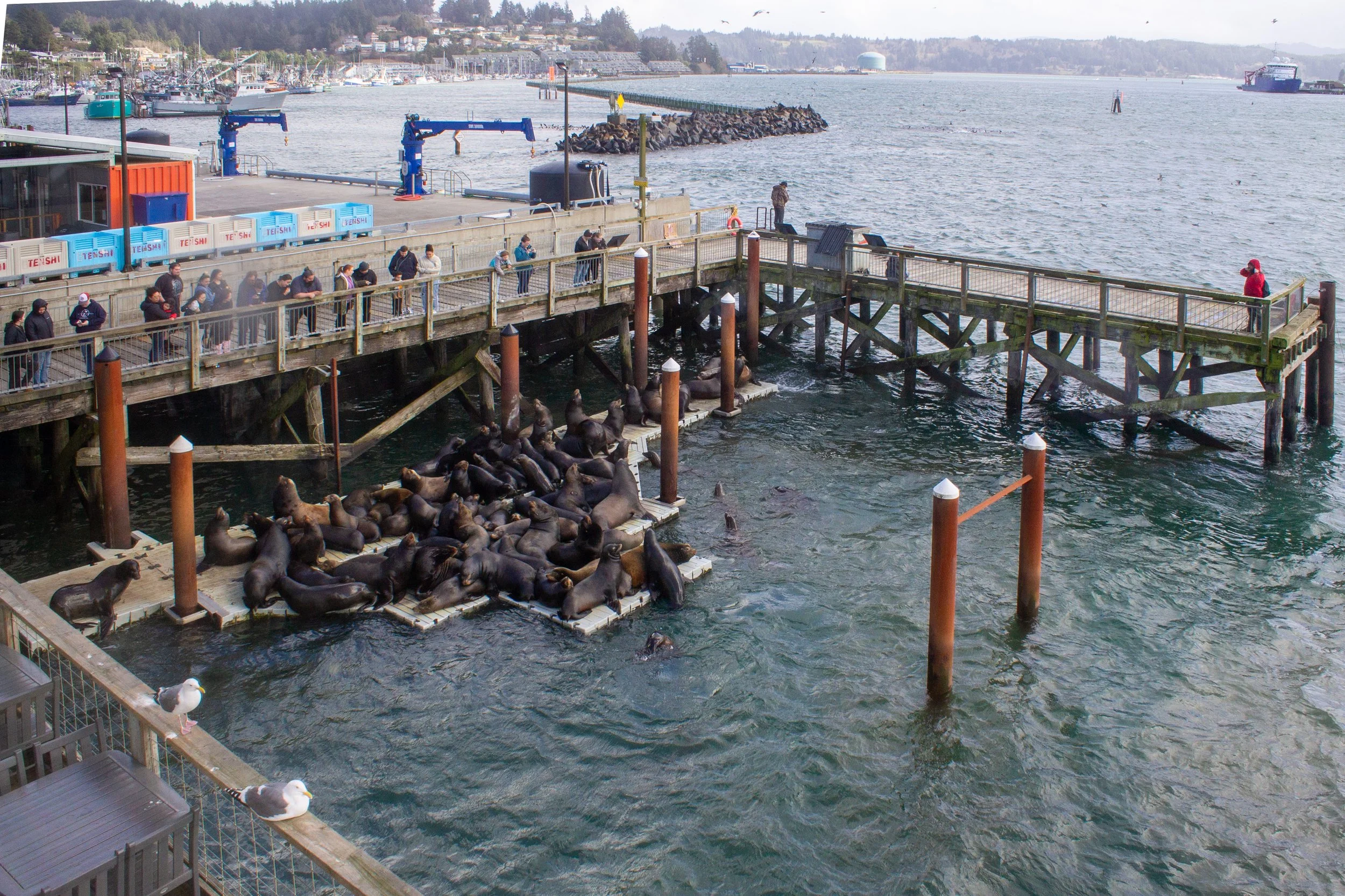 Sea lions on platform next to dock